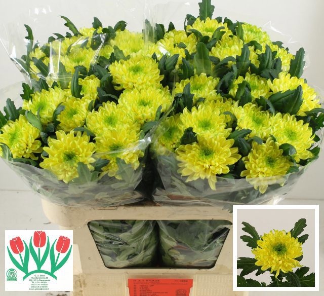 Chrys Single Zembla Brasil 70cm 85gram