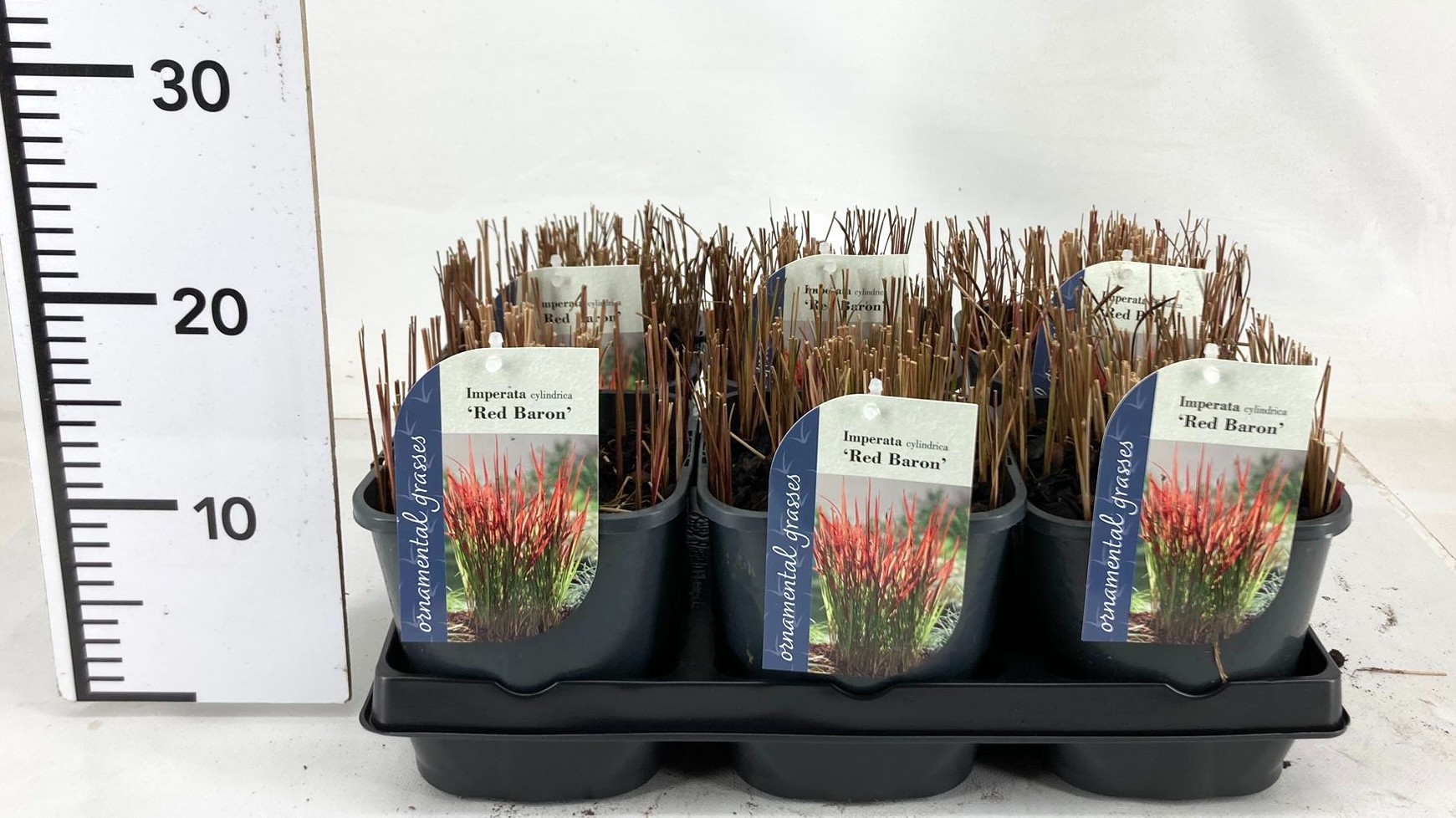 Picture of Imperata cylindrica Red Baron P17 (2 Ltr)