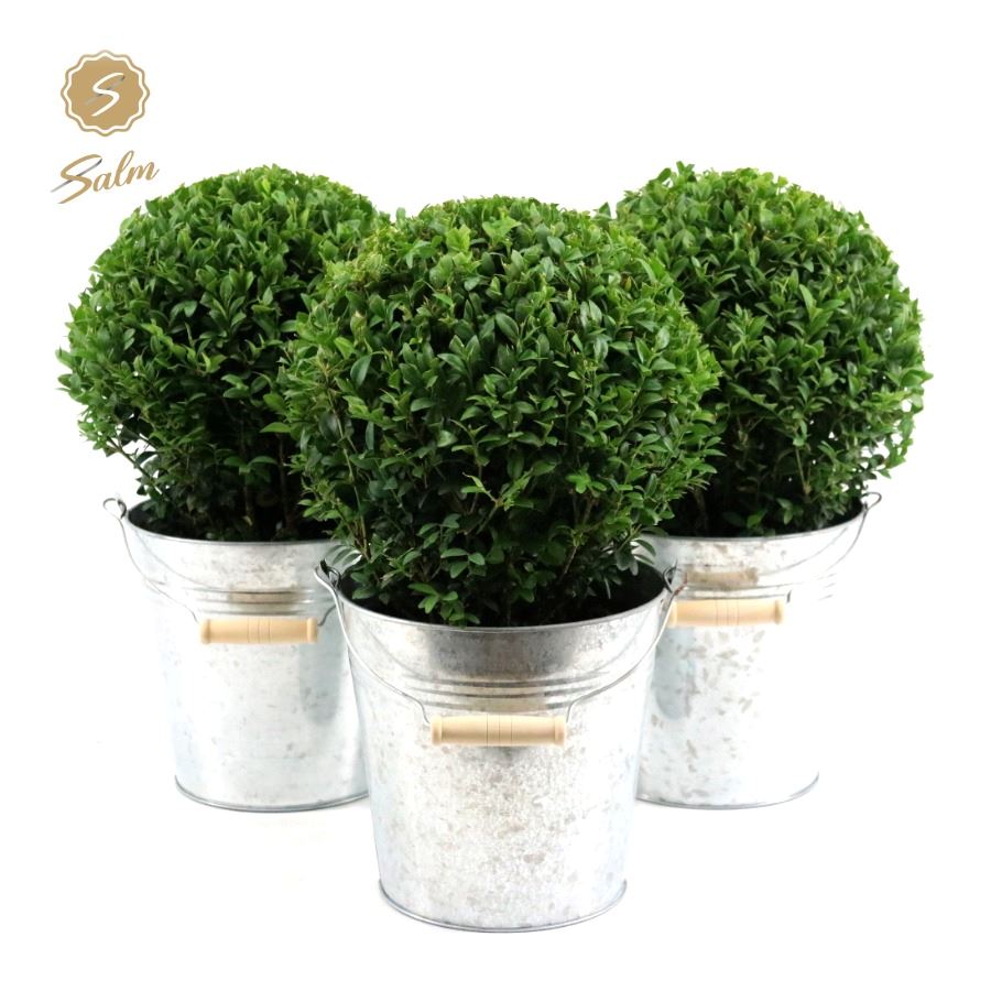 Picture of Buxus semp. Ball Ø20cm P17 in Zinc Old-Look