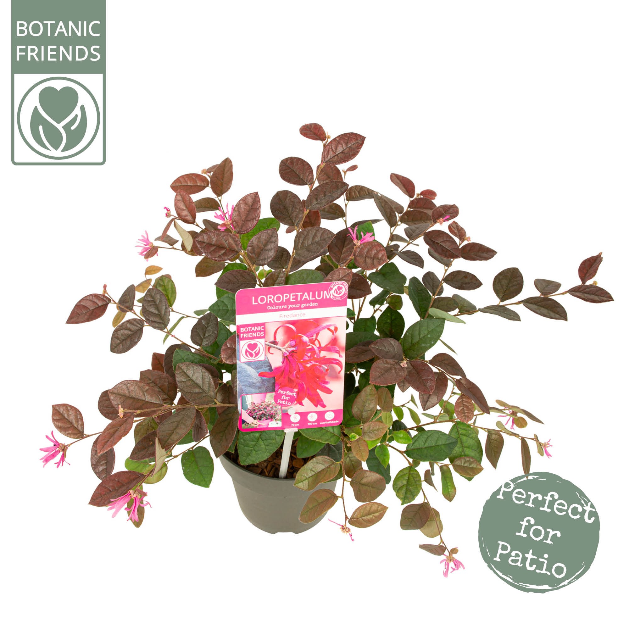 Picture of Loropetalum ch. Fire Dance P15-(1.5-LTR)