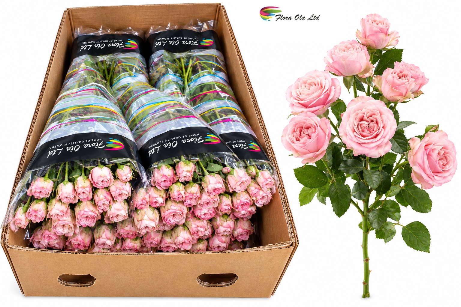 Rosa Spr Madam Bombastic 60cm