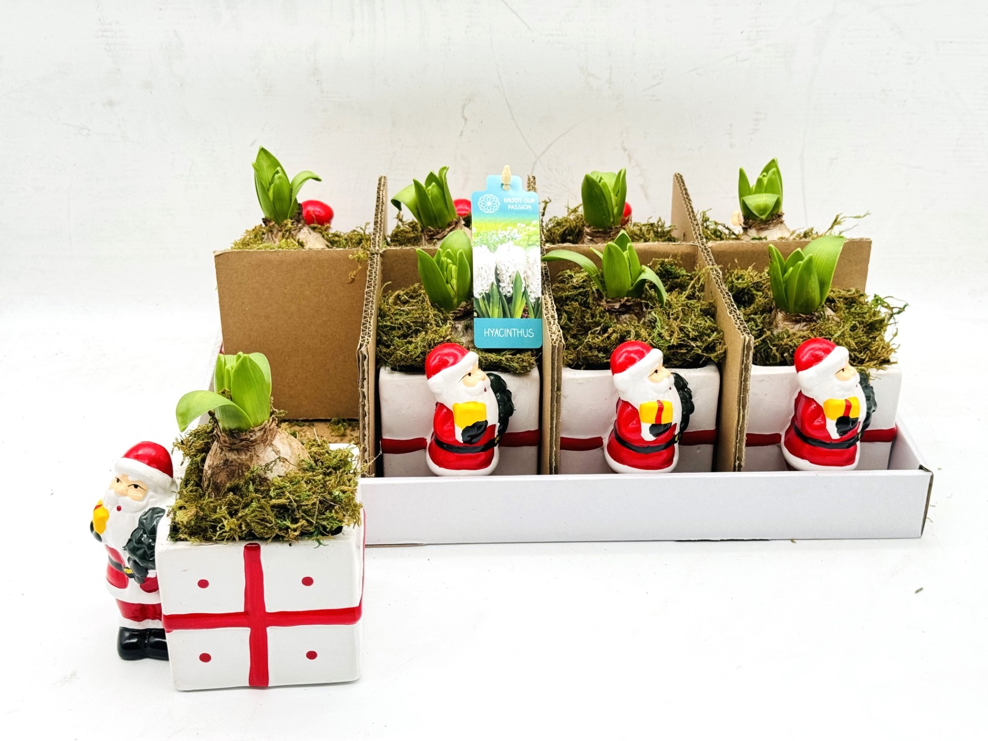 Picture of Hyacinthus X-mas Santa Gift White P12