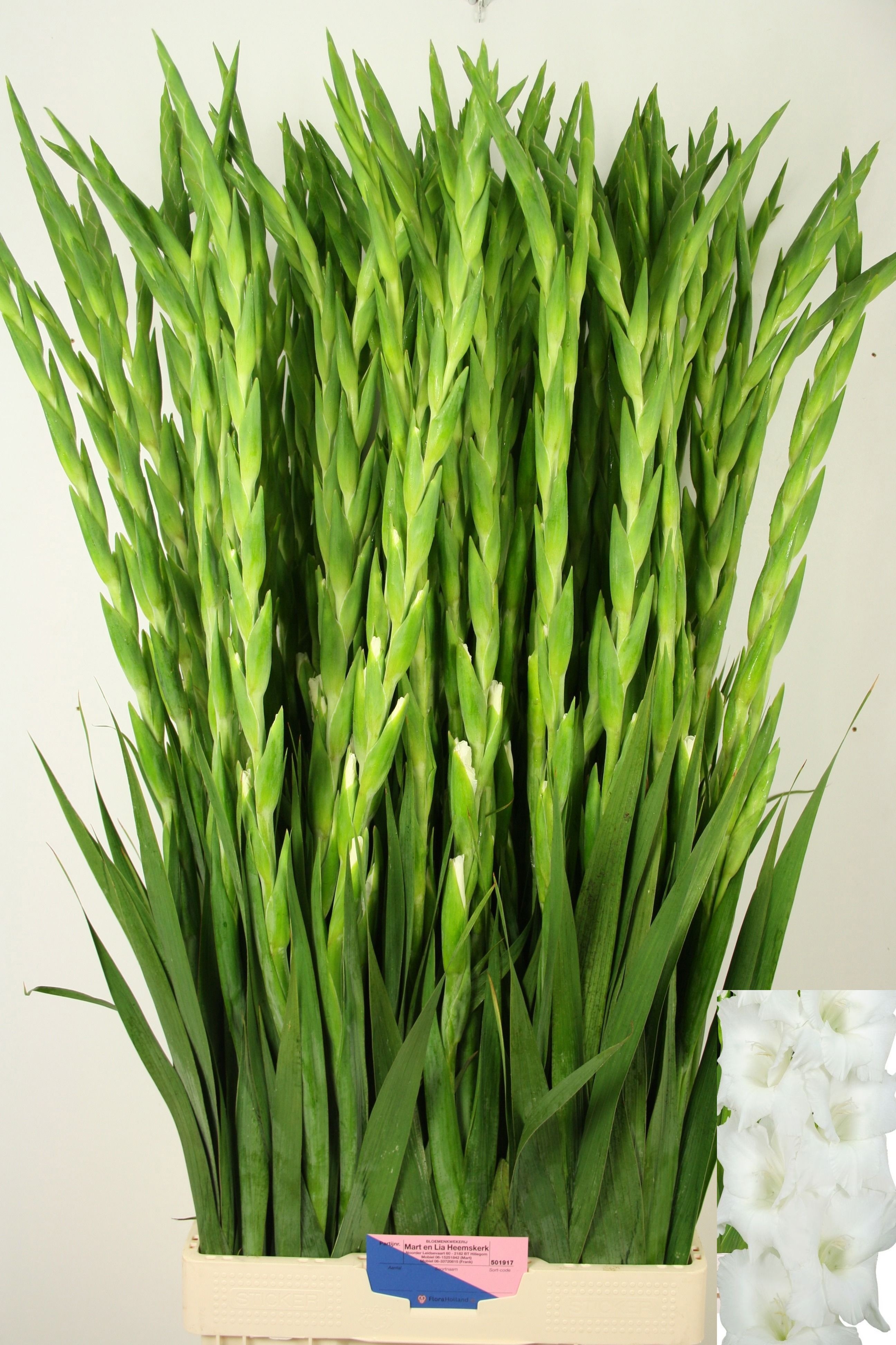 Gladiolus Nova Zembla 120cm 200gram