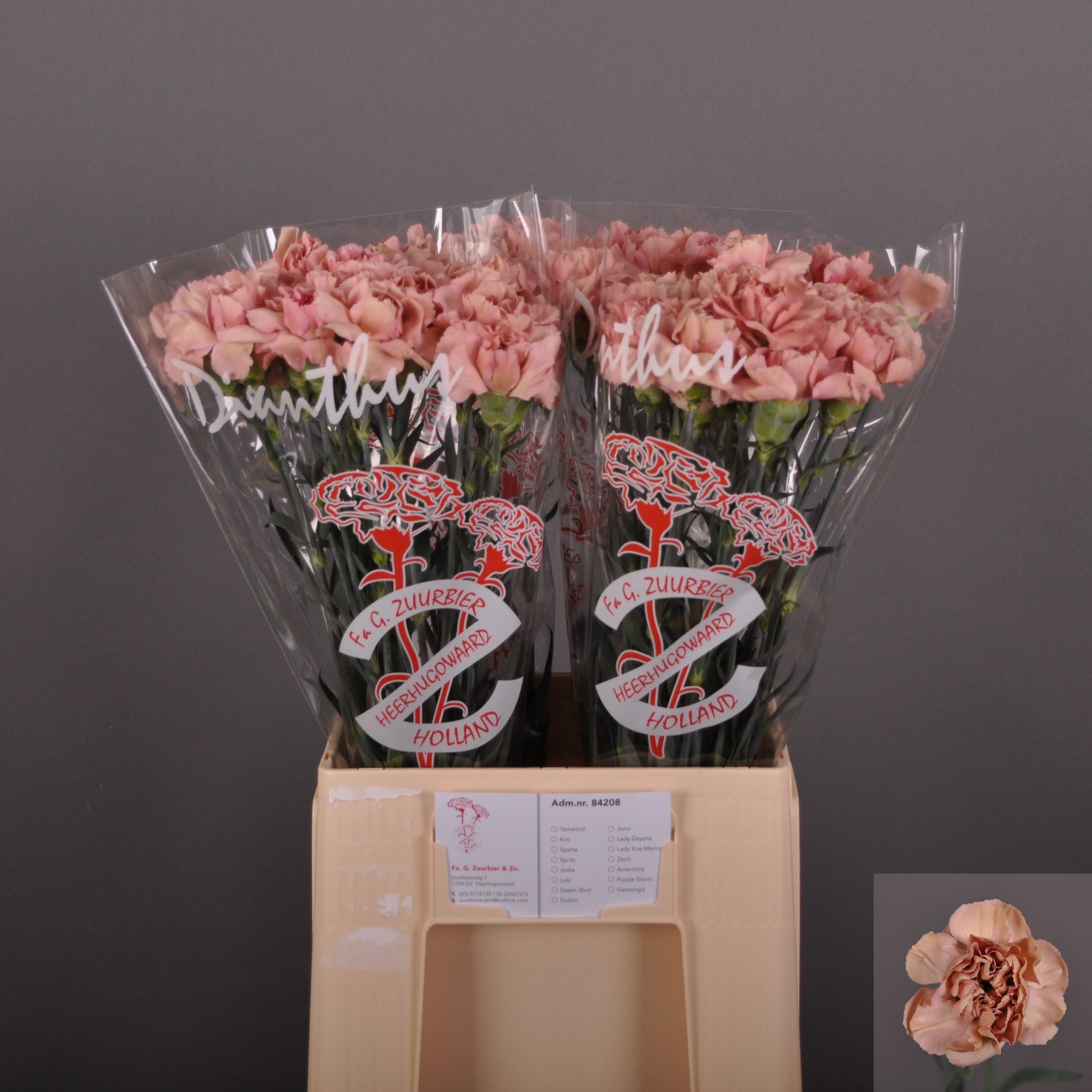 Dianthus St Lady Dayana 60cm