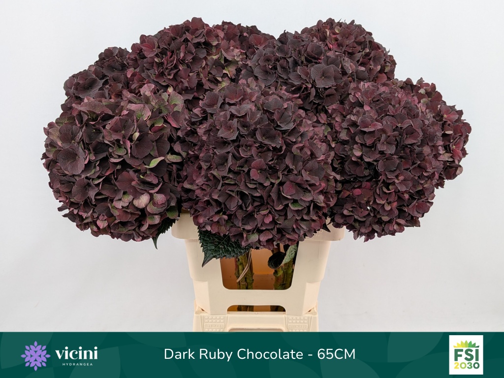 Hydrangea Dark Ruby Classic 60cm 20Ø