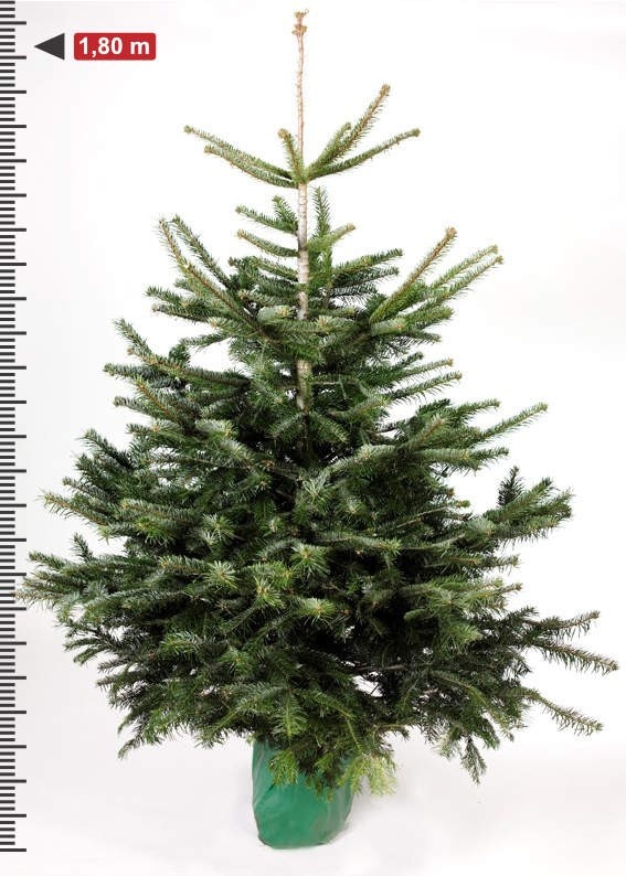 Abies nordmanniana - Zilverspar