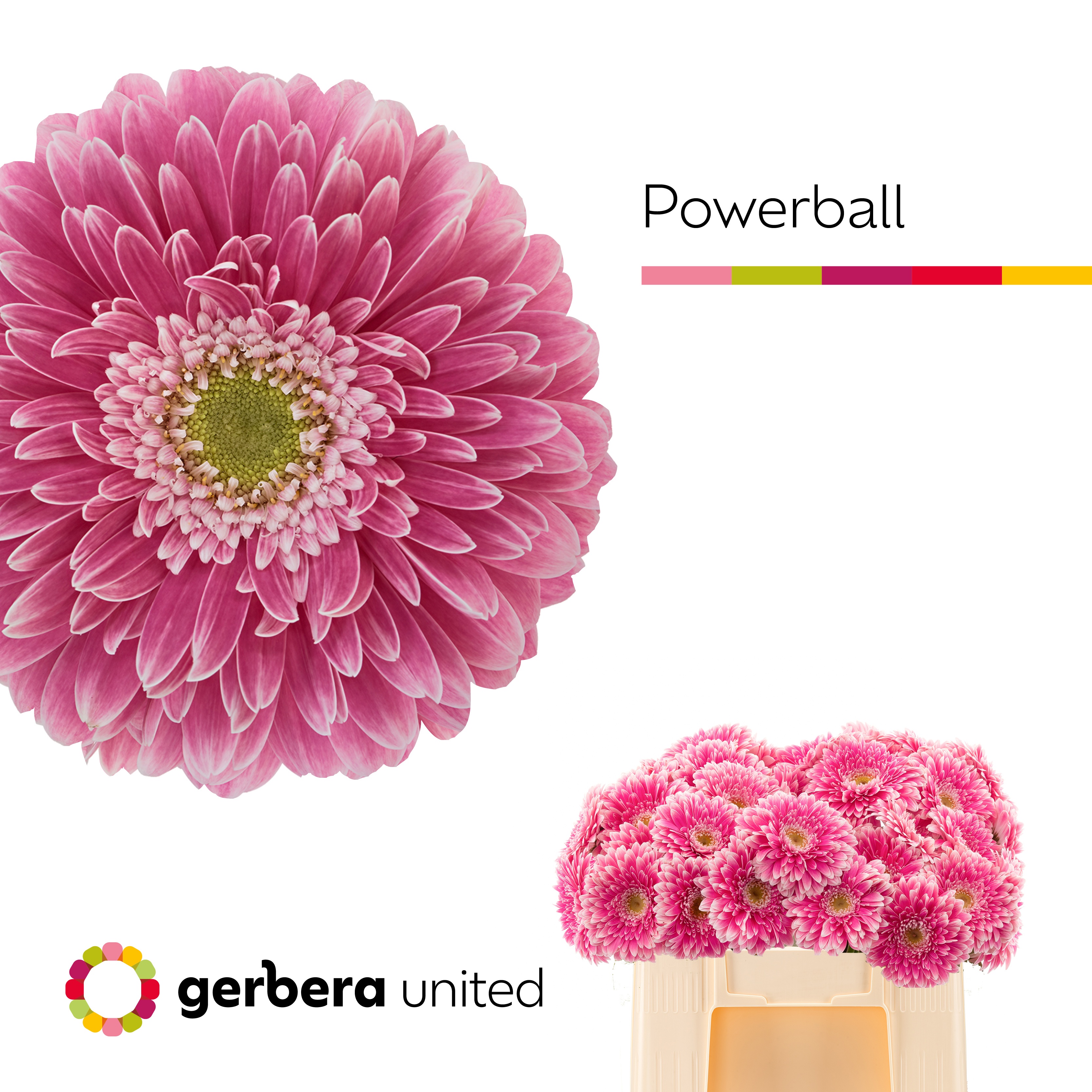 Gerbera Pom Power Ball