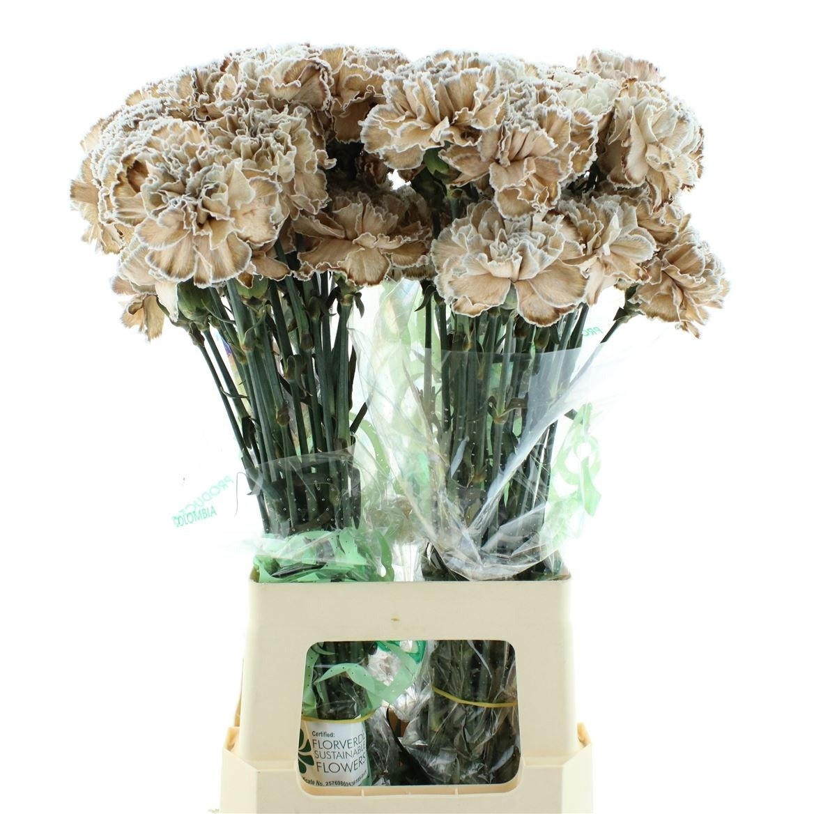 Dianthus St Painted 70cm
