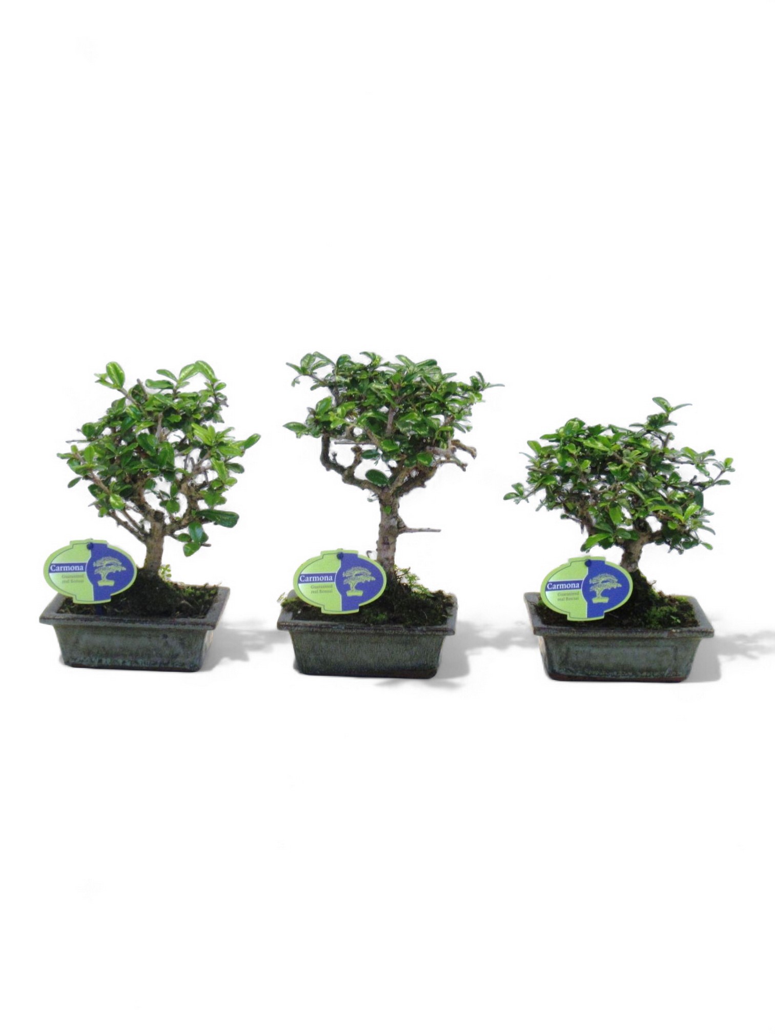 Carmona retusa Bonsai Macrophylla Broom | Gardenline
