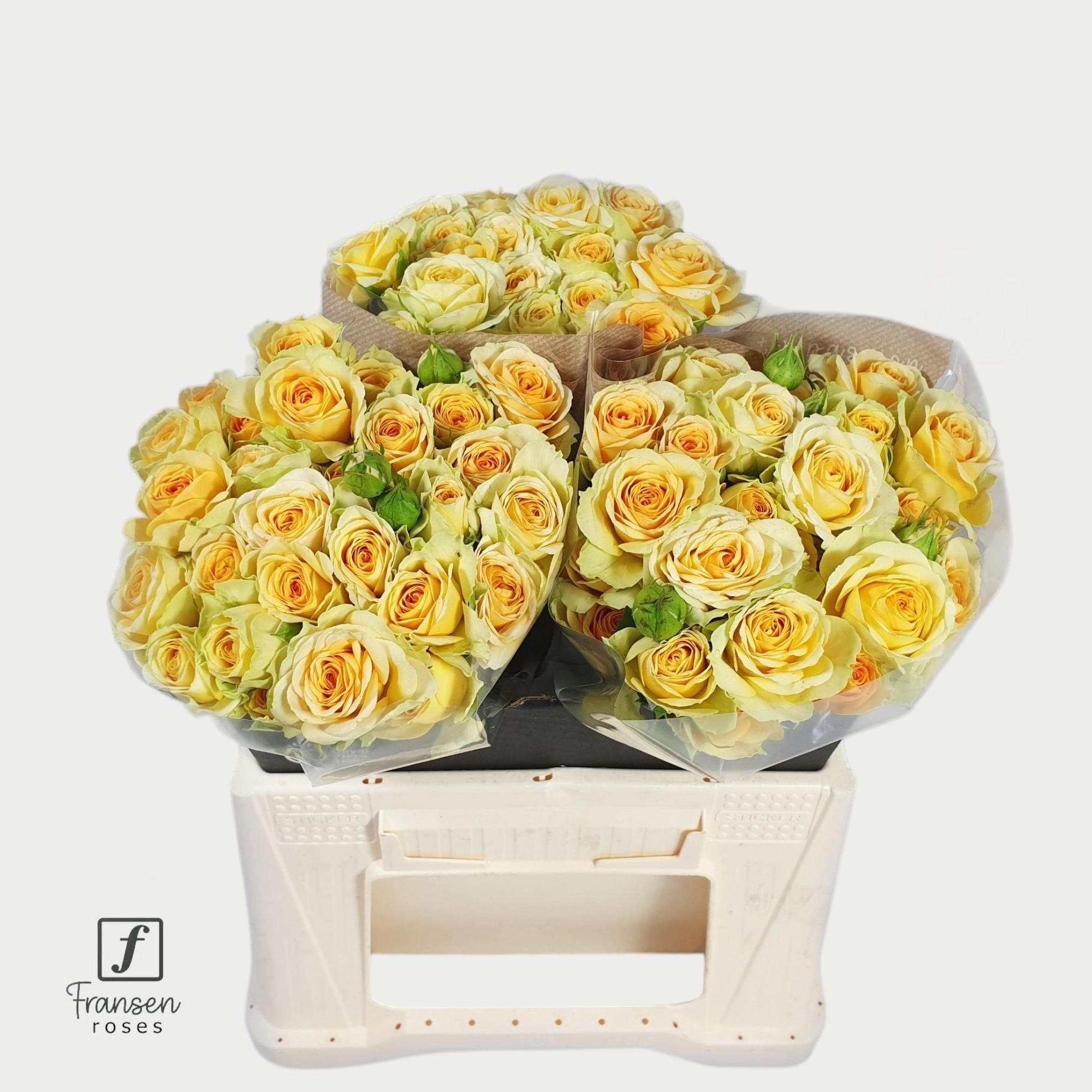 Rosa Spr Bandolero 40cm