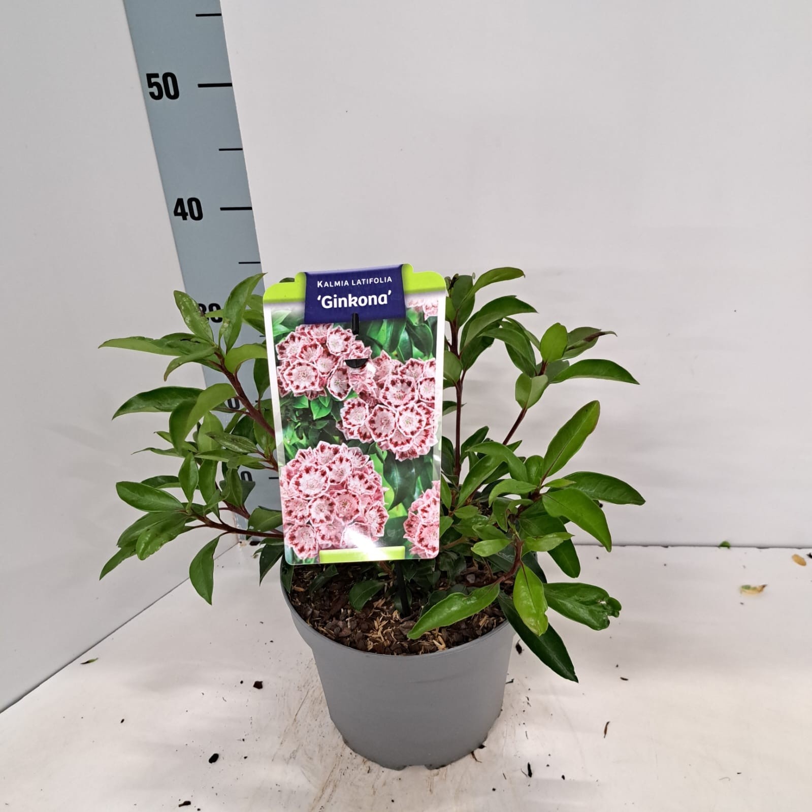 Kalmia latifolia 'Ginkona'