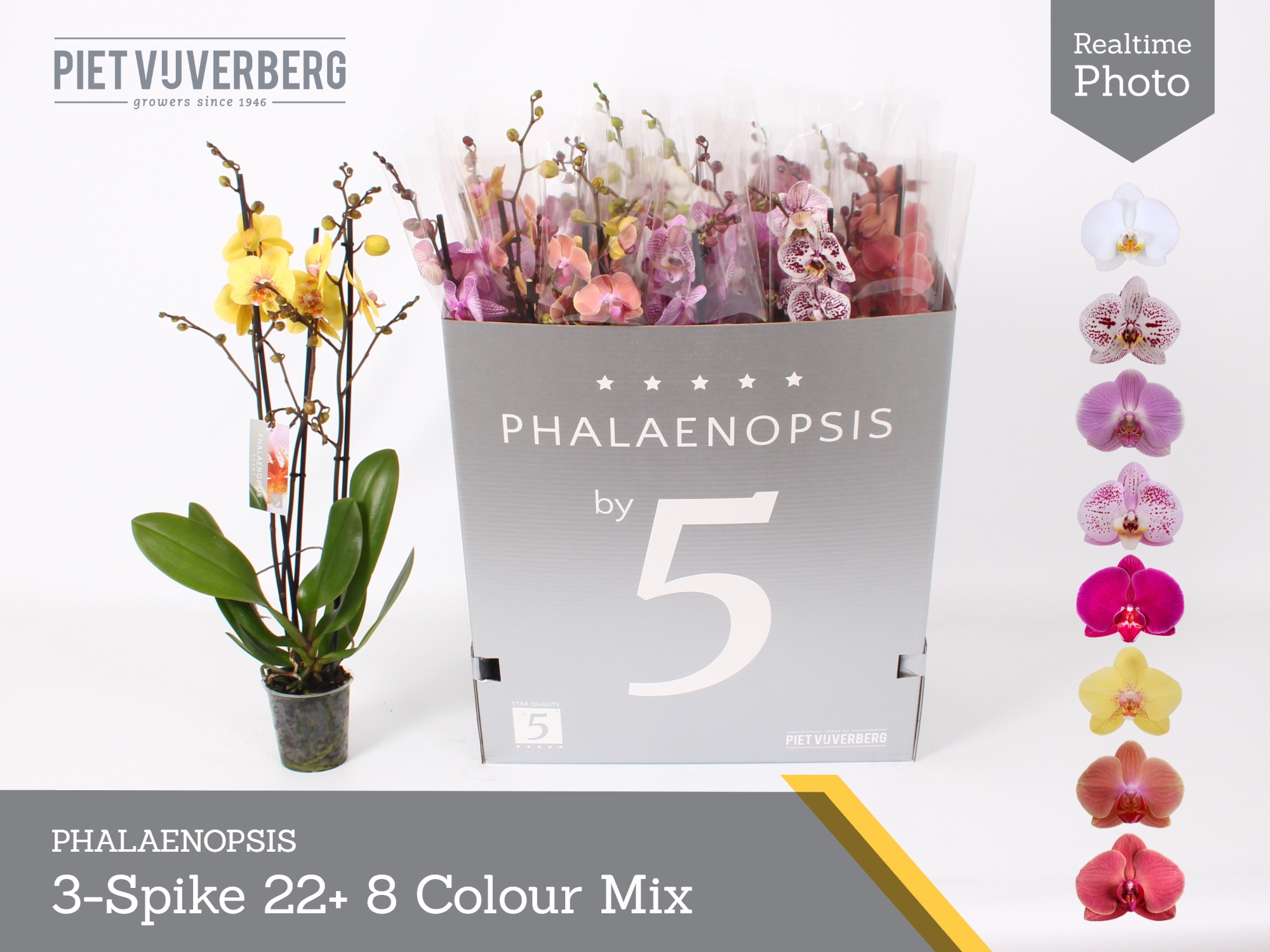 Phal Gem 8 Kl 12P 70H 3TAK 22bloem 23bloei