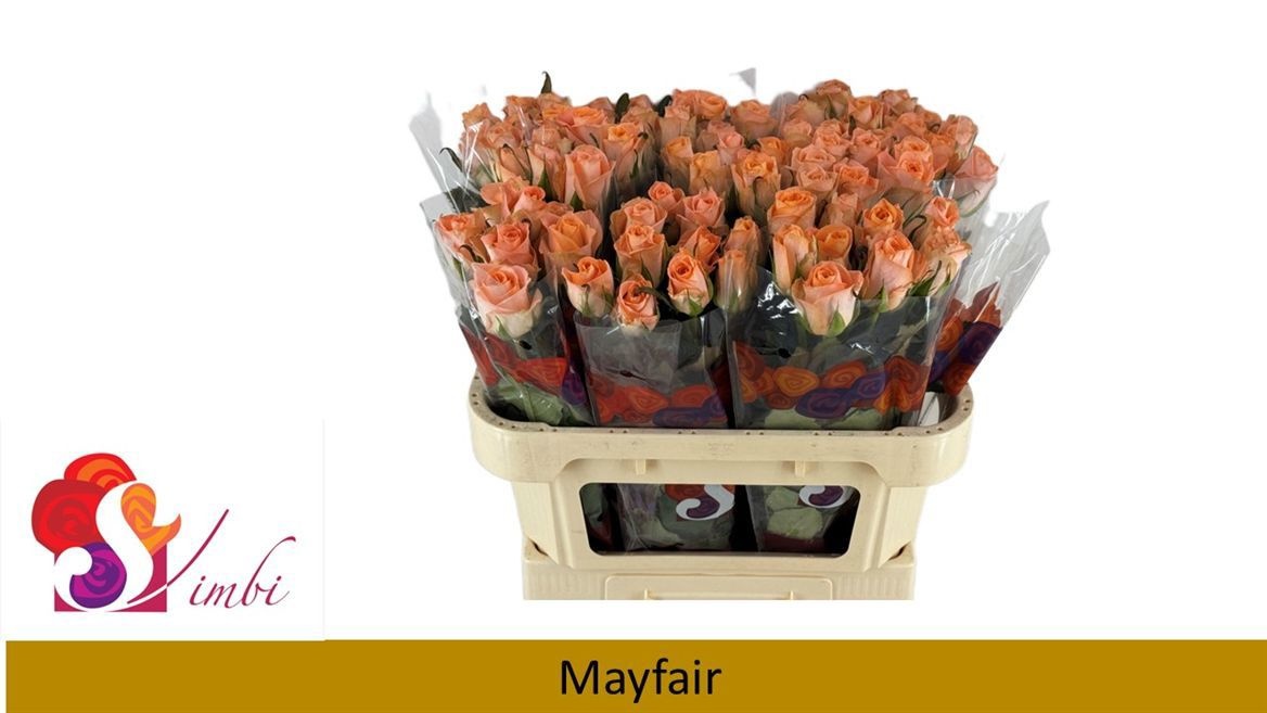 R Gr Mayfair!