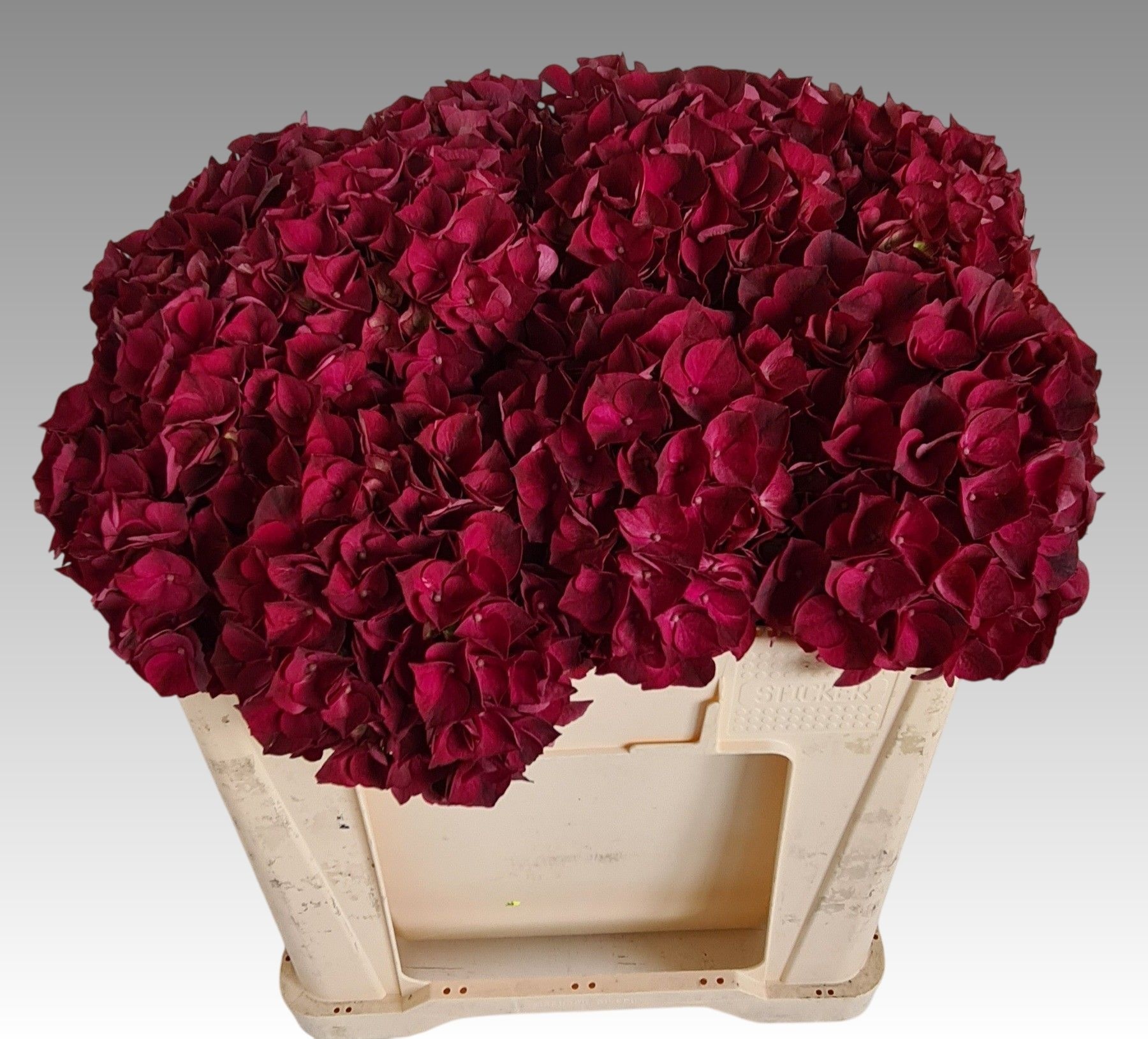 Hydrangea Dark Ruby 50cm 12Ø