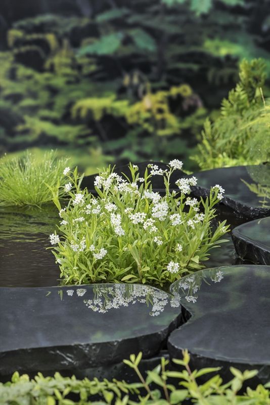 Myosotis palustris 'Alba'