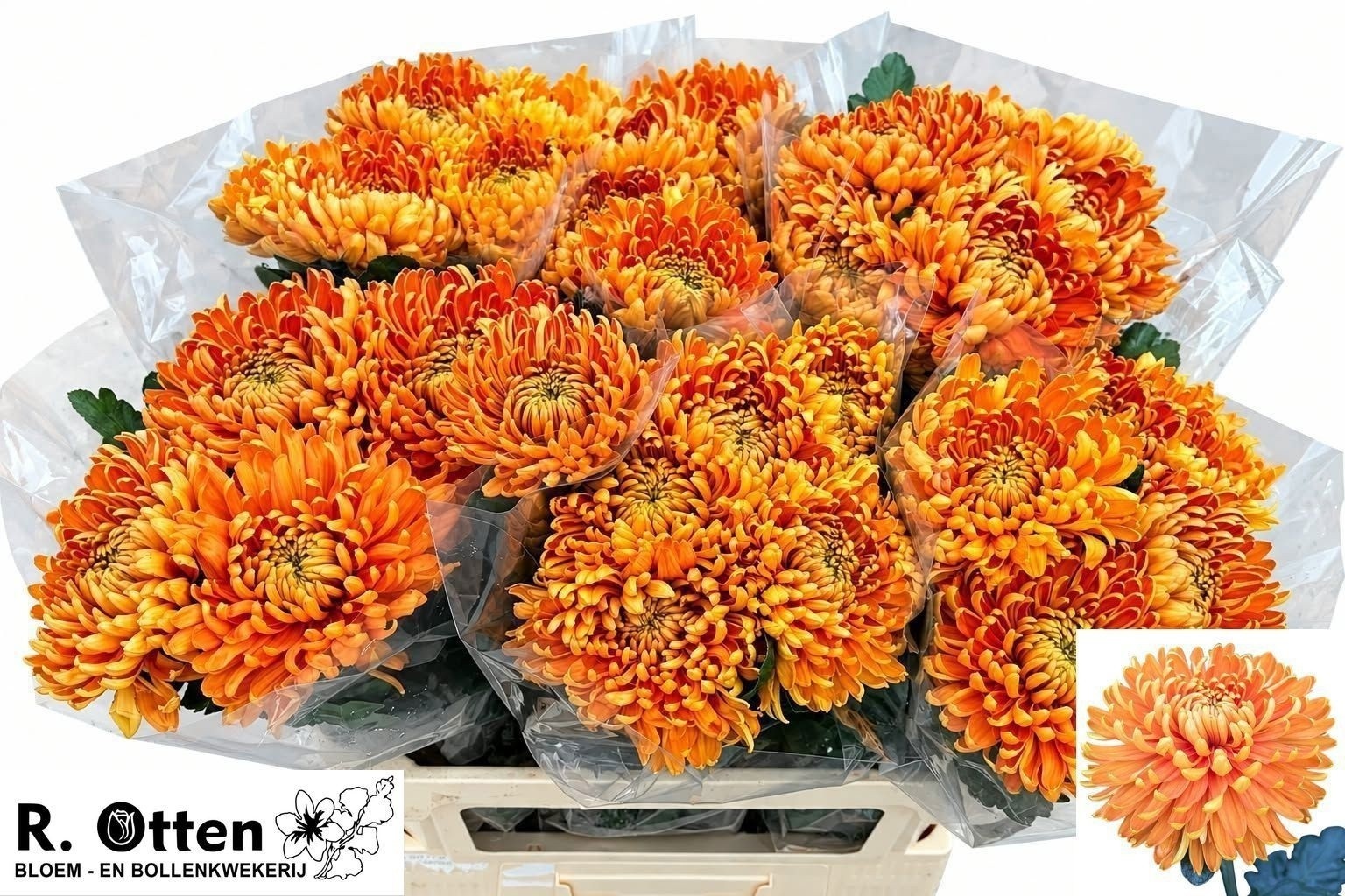 Chrys Single Astro 70cm 110gram
