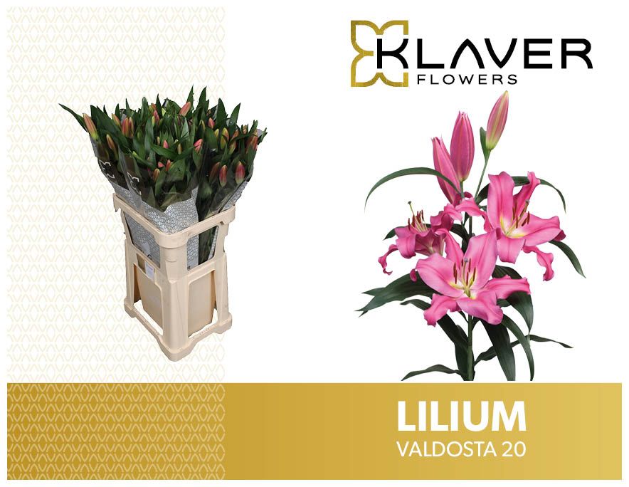 Lilium Ot Valdosta 80cm 2/4bl