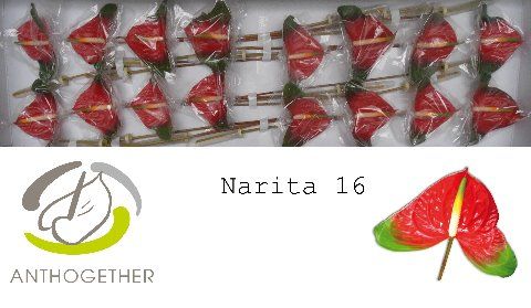 Anth A Narita
