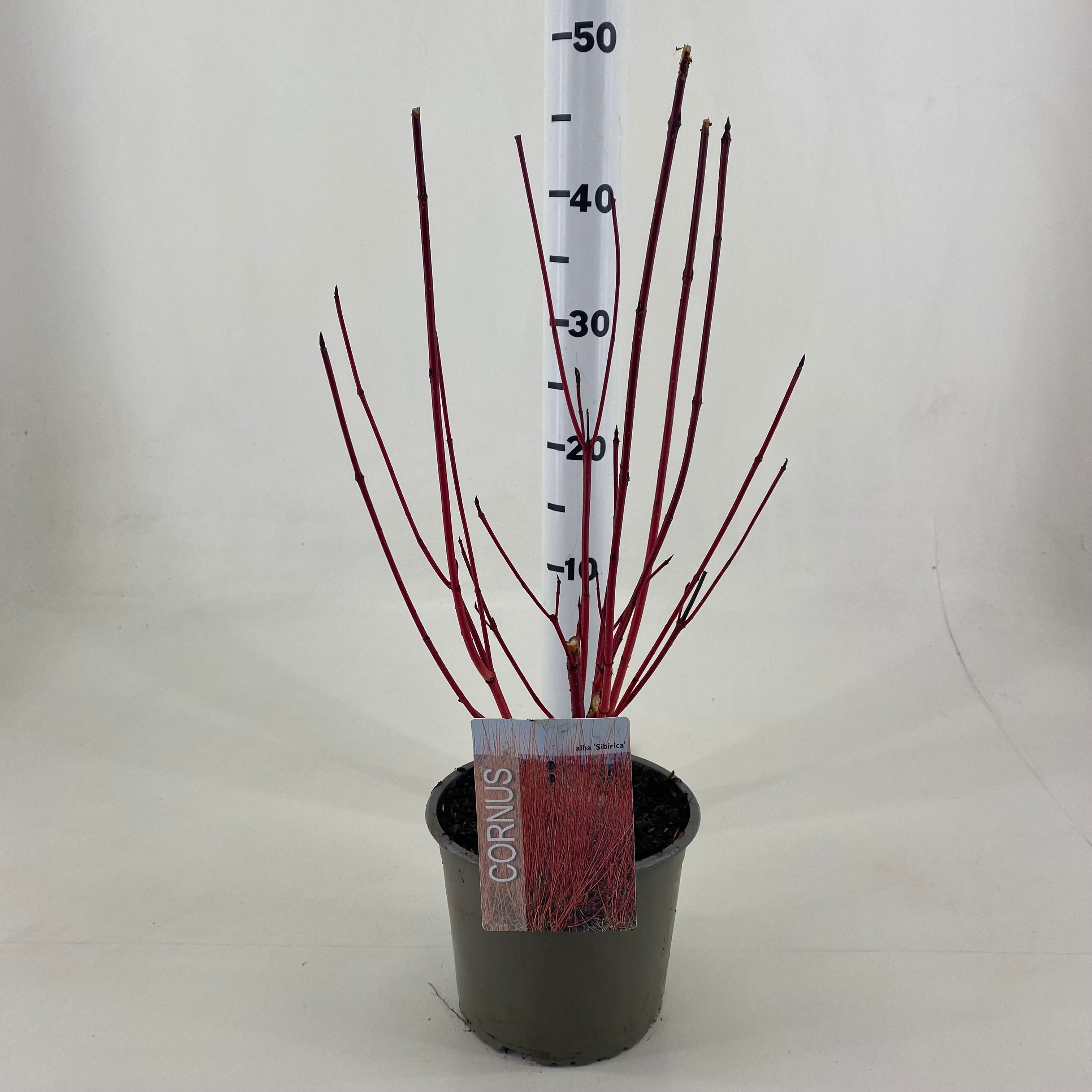 Picture of Cornus alba Sibirica P19 (3 Ltr)