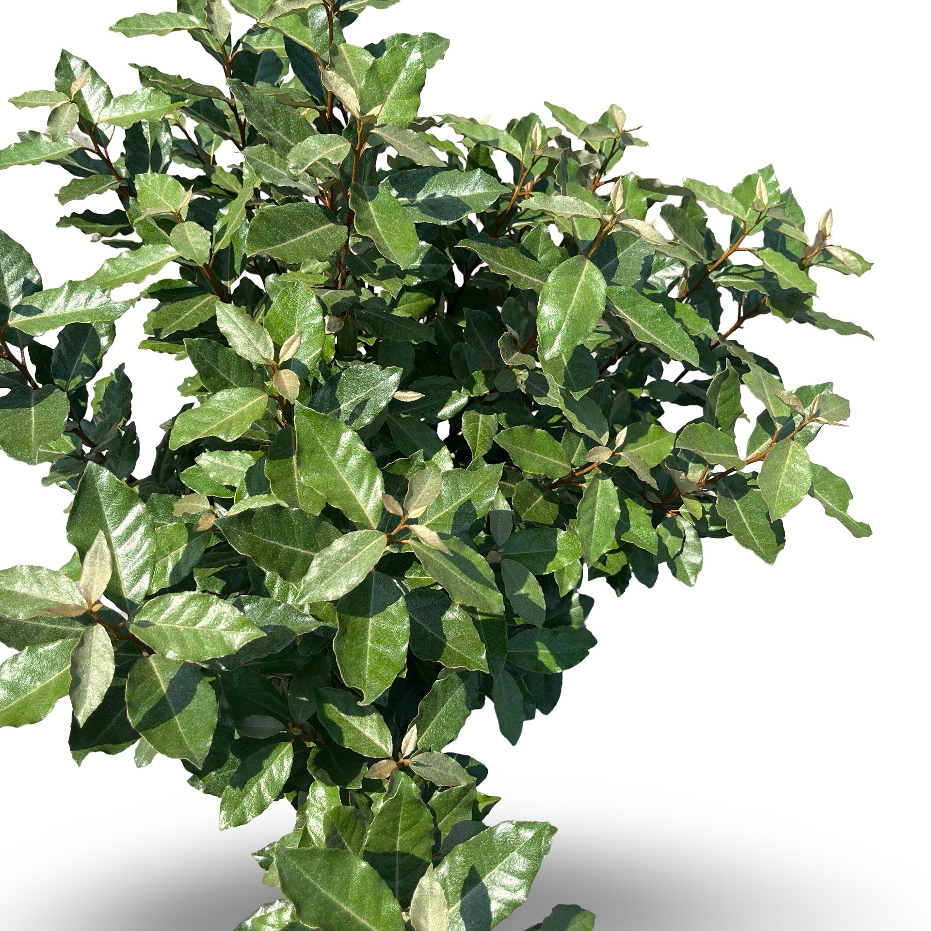 Picture of Elaeagnus ebbingei 'Compacta'