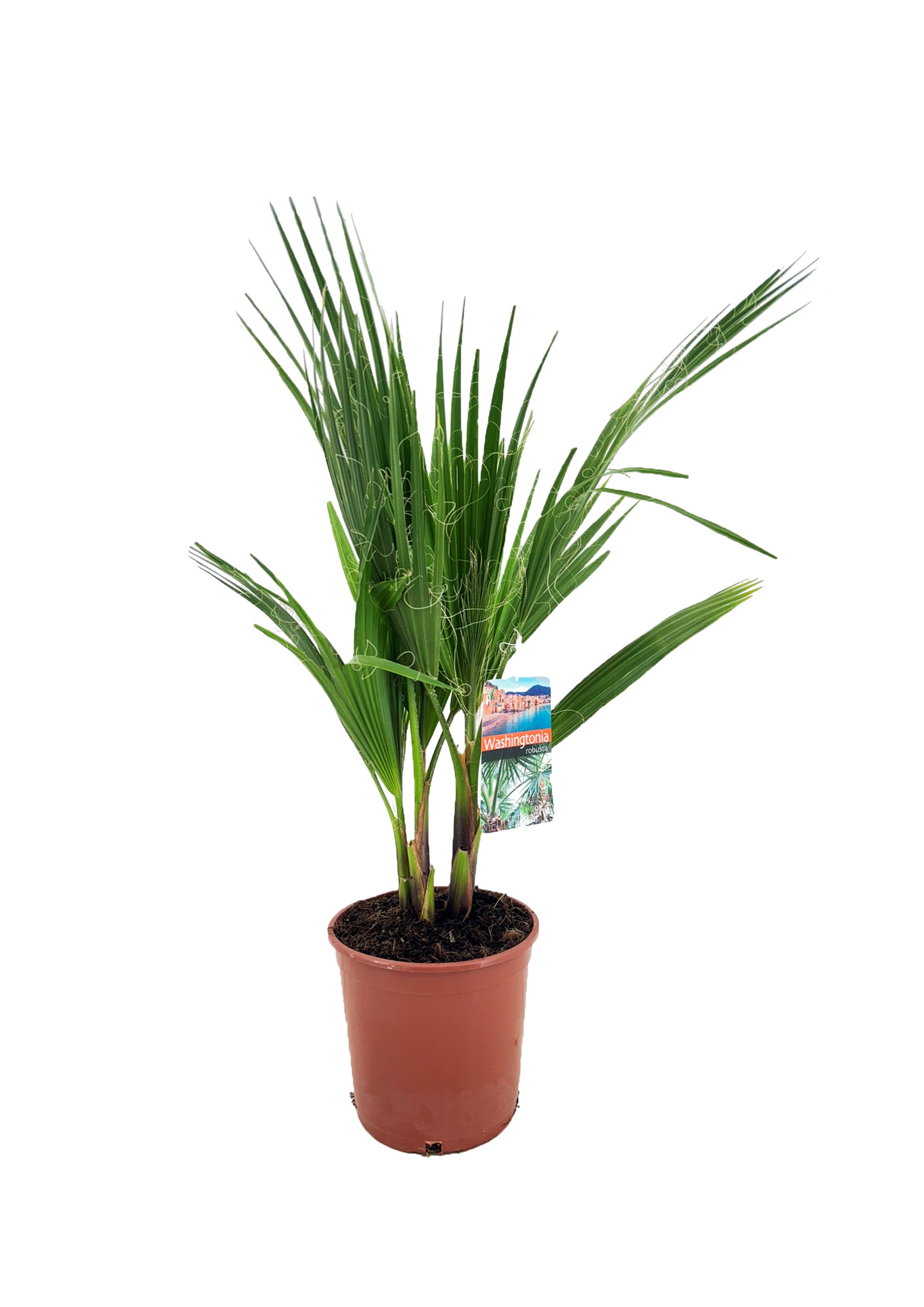 Picture of Washingtonia robusta P21 (4 Ltr)