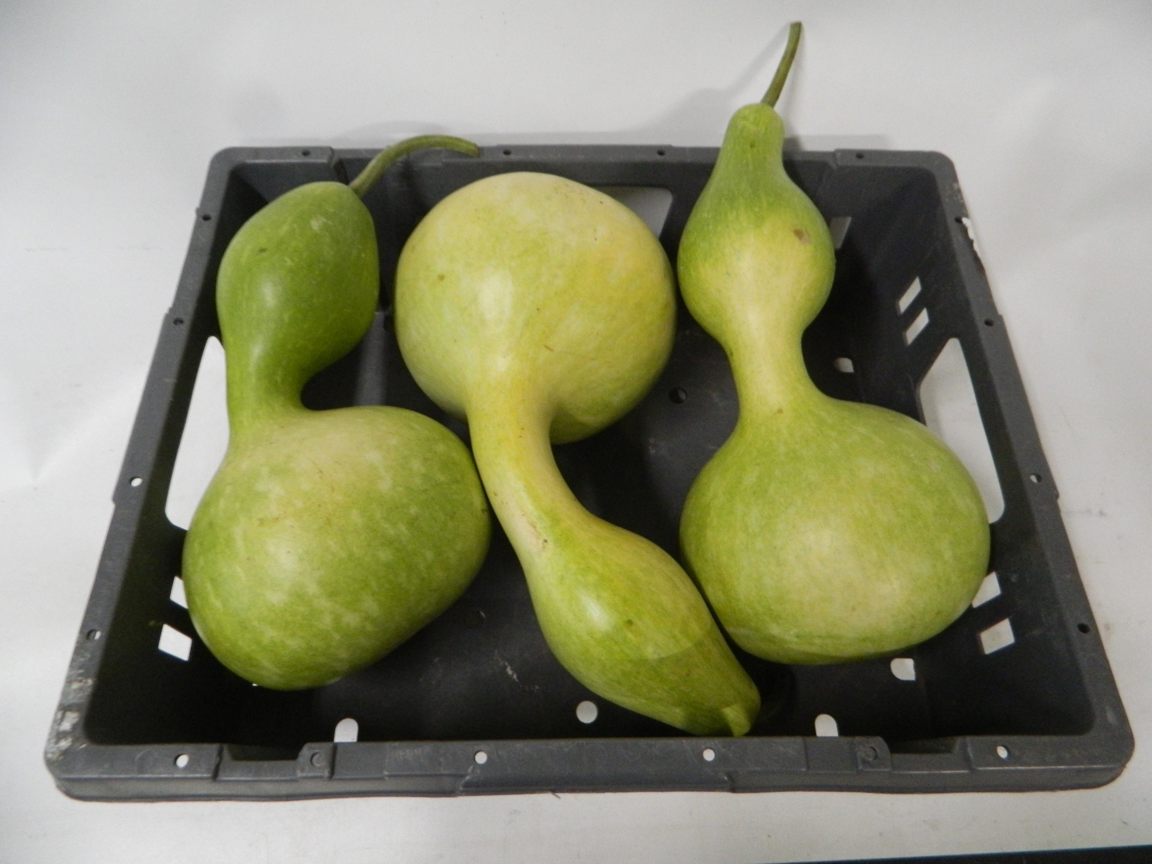 Cucurbita Orange (PUMPKIN)