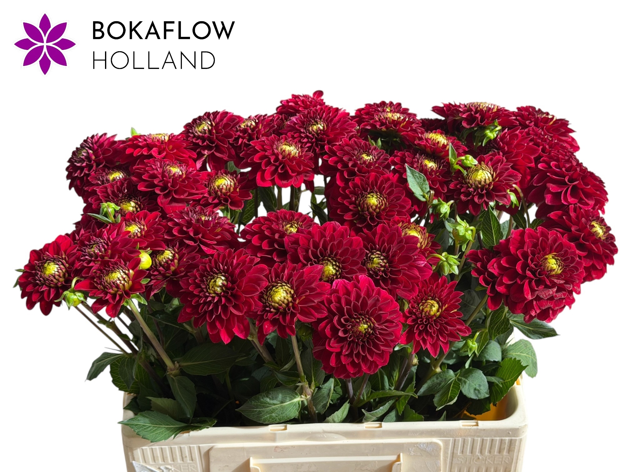 Dahl Red Fox