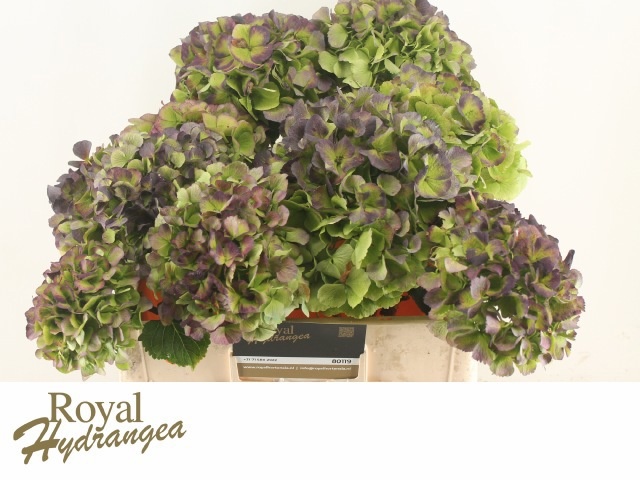 Hydrangea Verena Classic Blue 40cm 16Ø