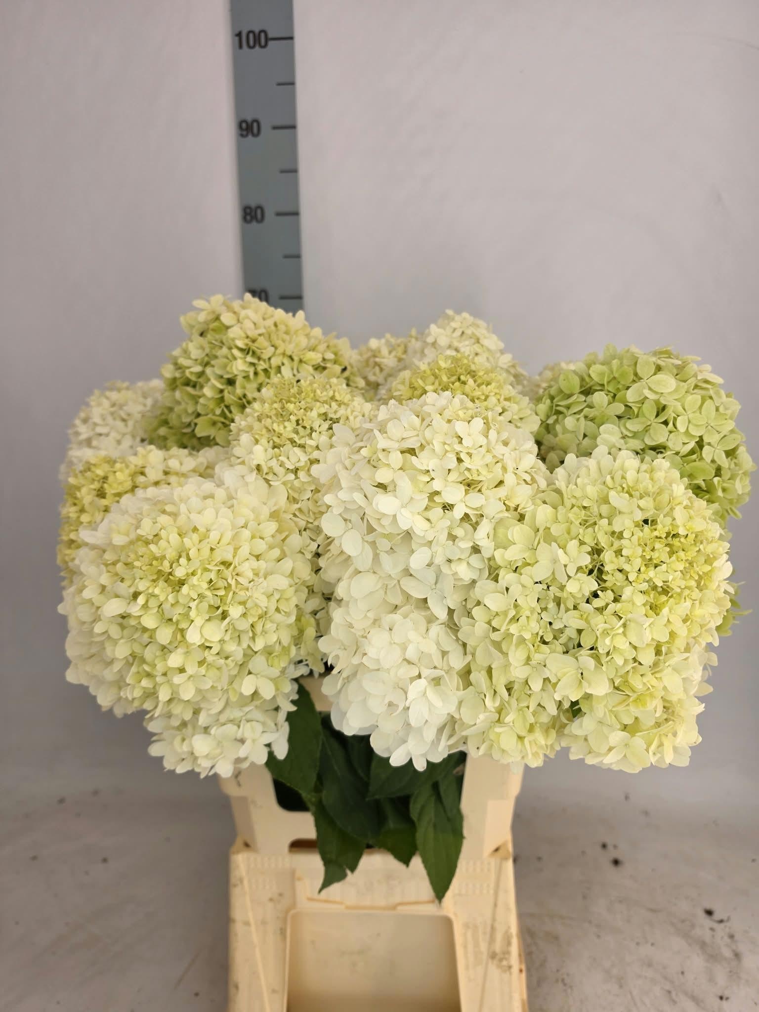Hydrangea Limelight 70cm 13Ø