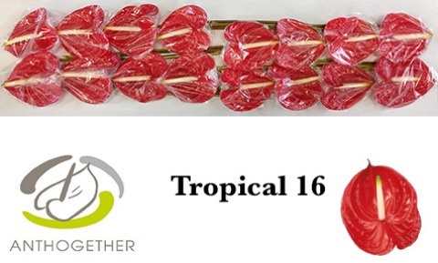 Anth A Tropical
