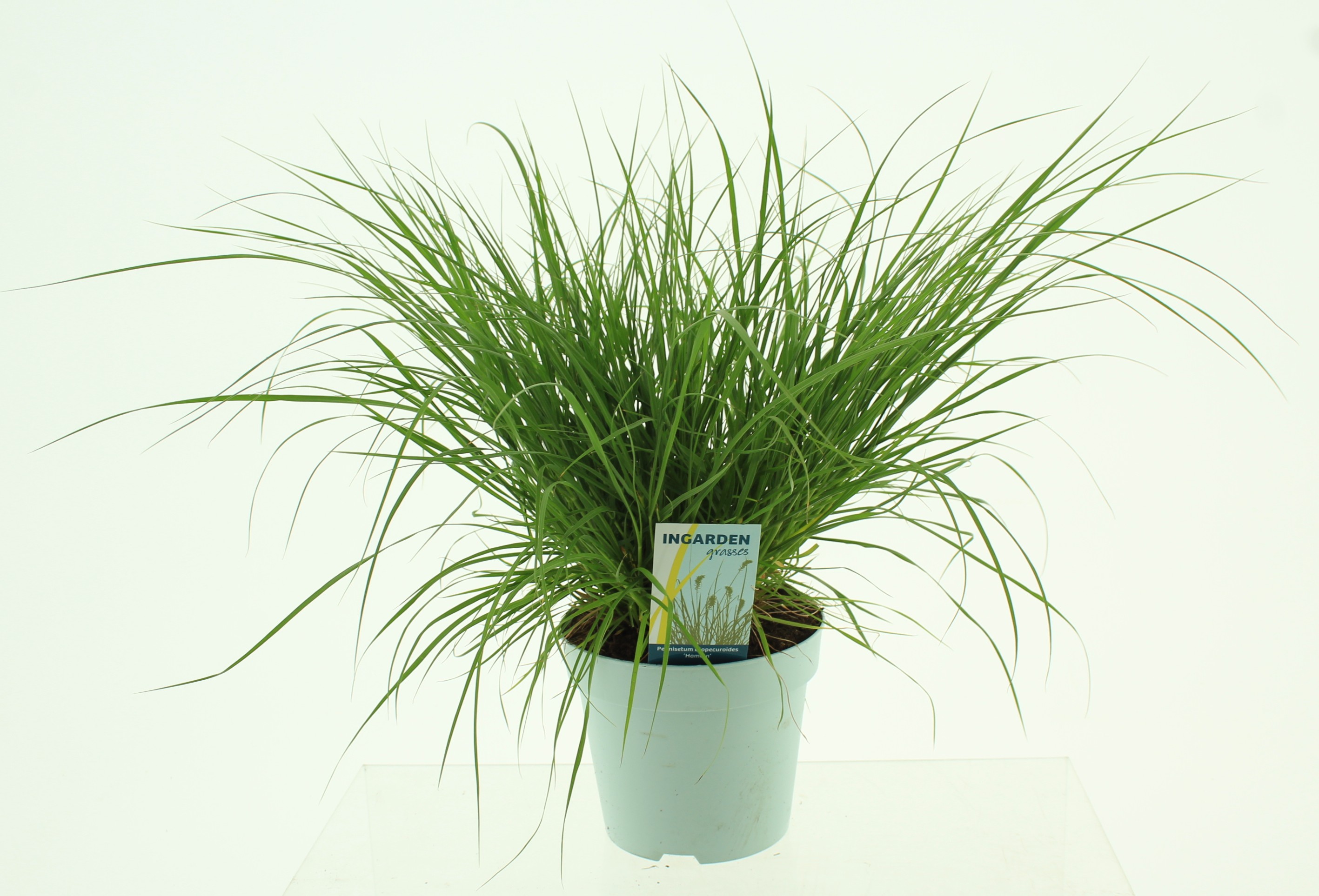 Picture of Pennisetum alopecuroides 'Hameln'