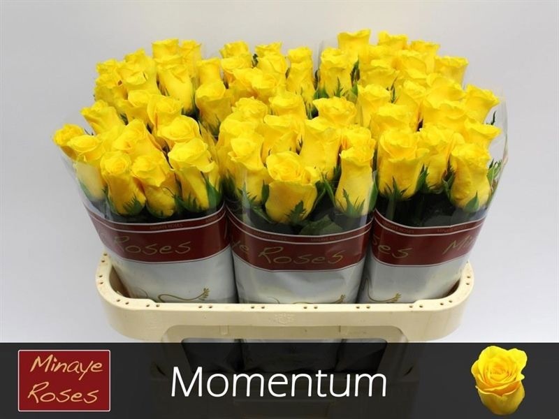 R Gr Momentum+