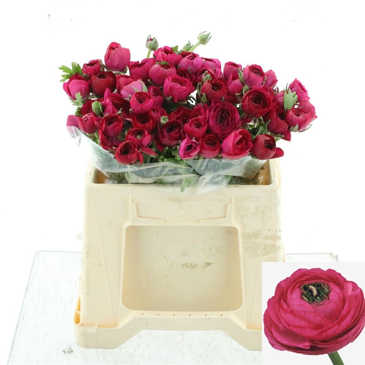 Ranunculus Elegance Hot Pink 40cm