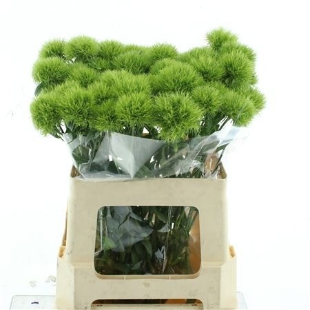 Dianthus Barb Green Trick 60cm