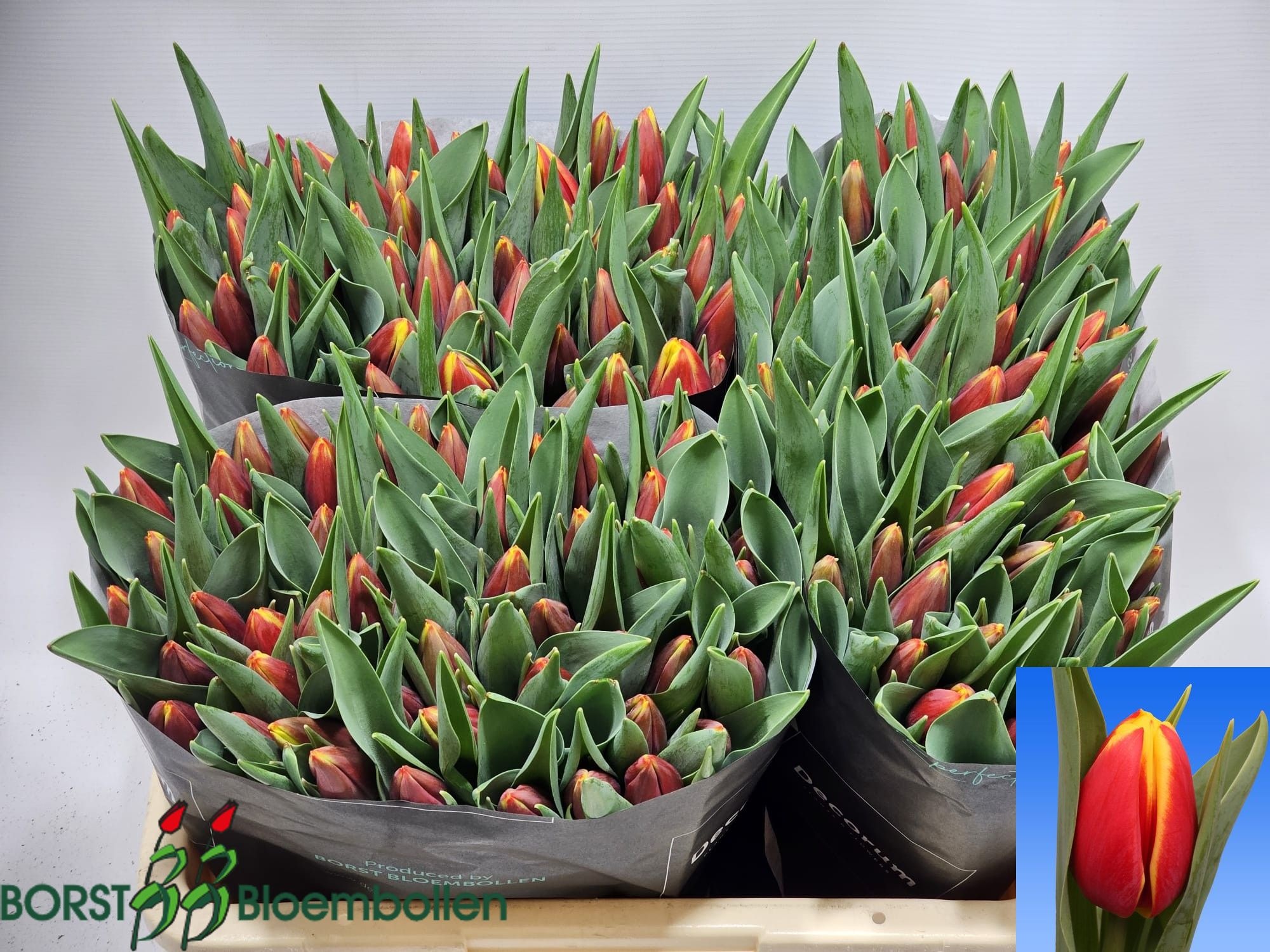 Tulipa Tarzan 48cm 48gram