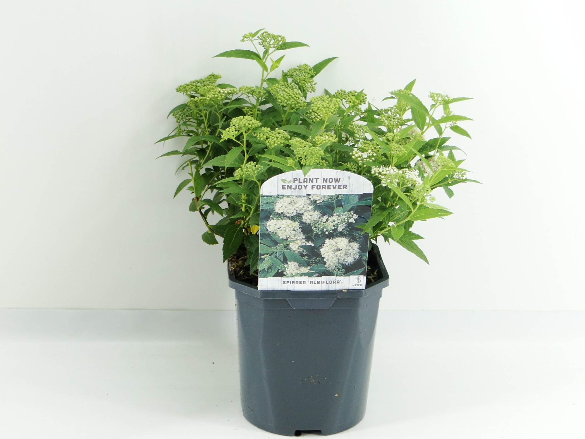 Picture of Spiraea jap. Albiflora P17 (2 Ltr) Square