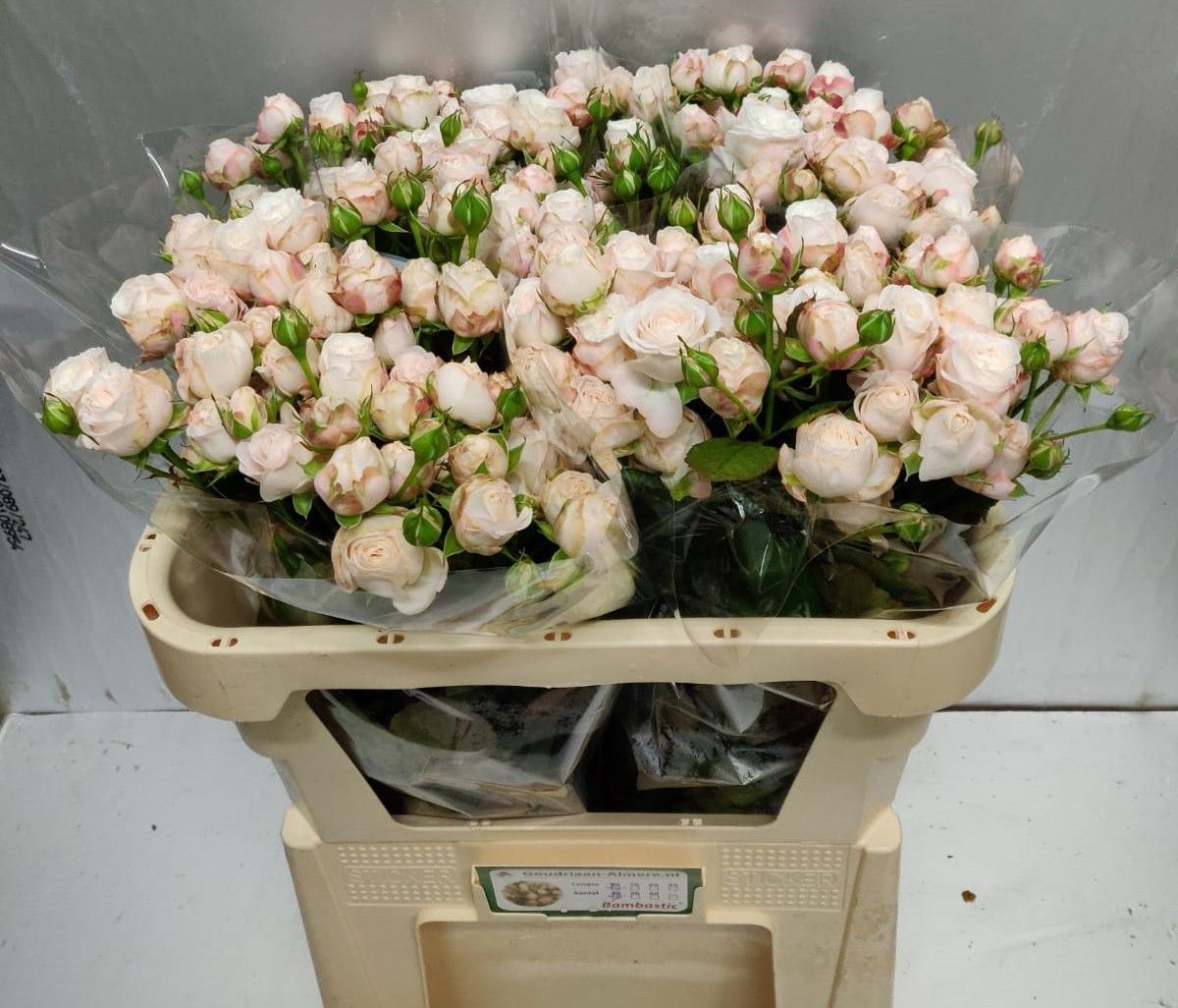 Rosa Spr Bombastic 70cm