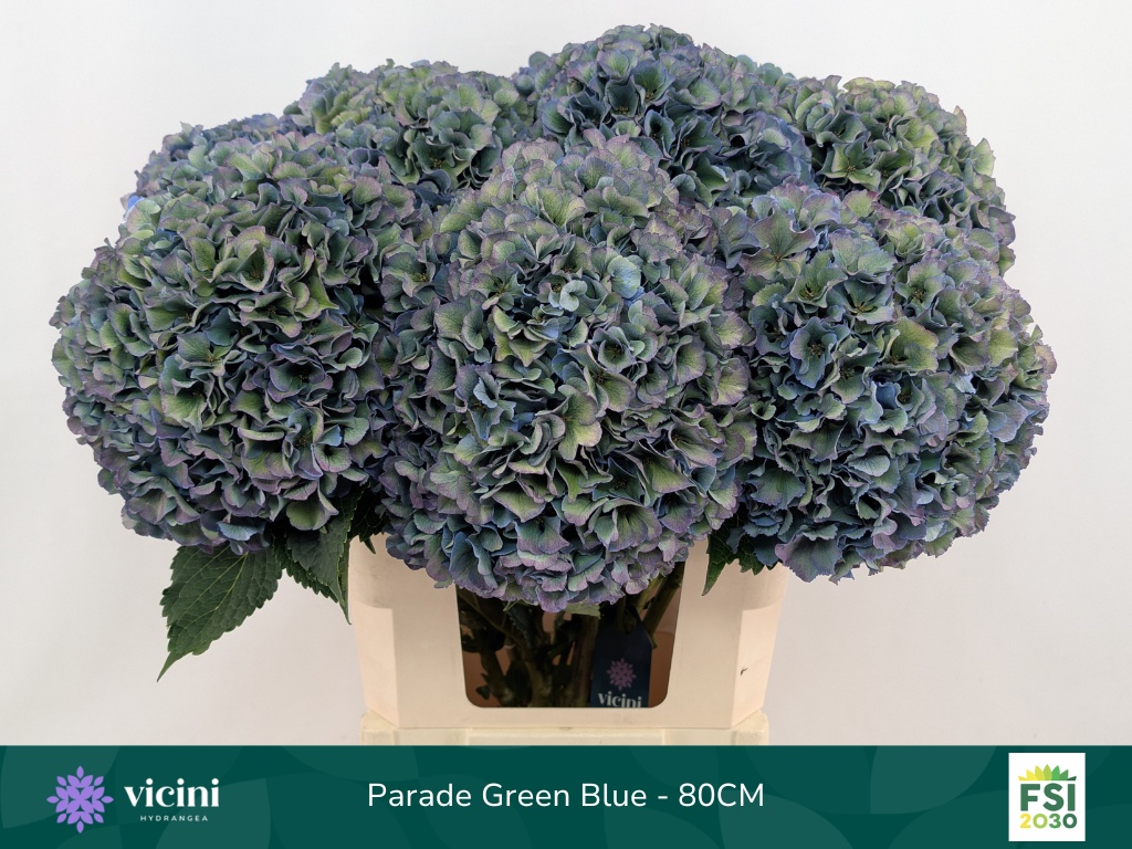 Hydrangea Royal Parade Classic 80cm 22Ø