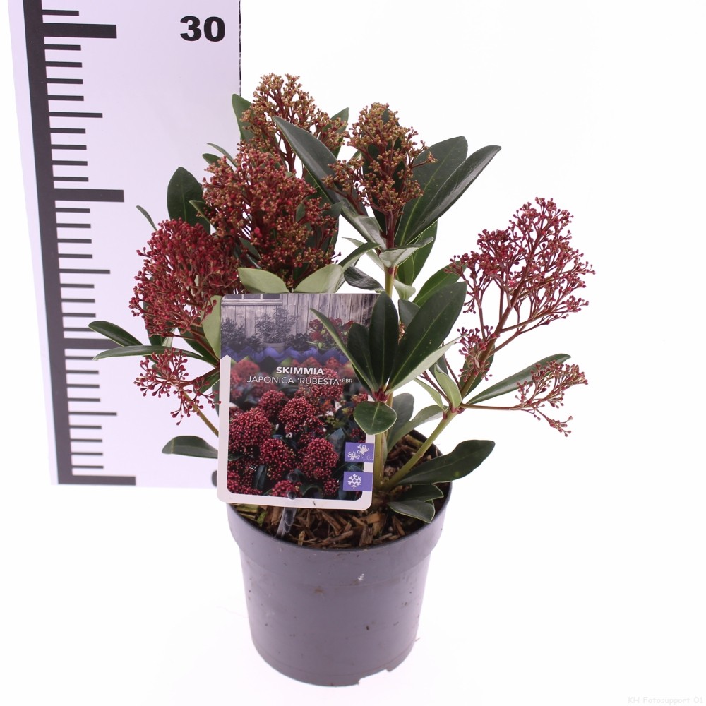 Picture of Skimmia japonica Rubesta P13 20CM