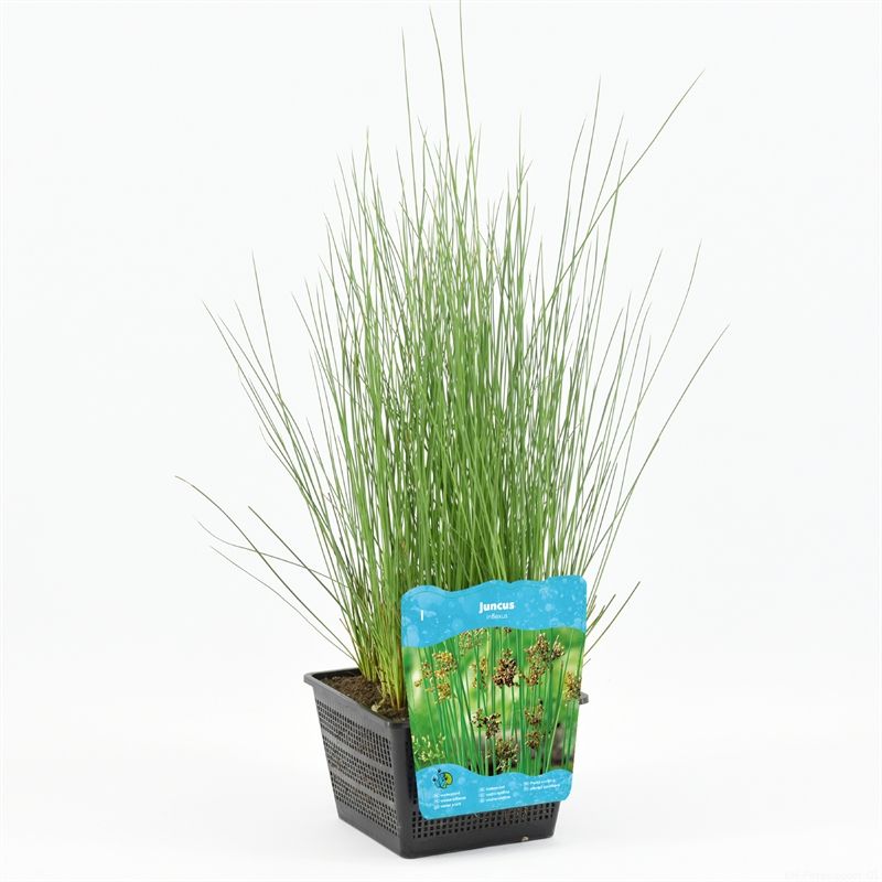 Juncus inflexus