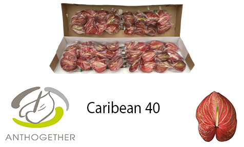 Anth A Caribean