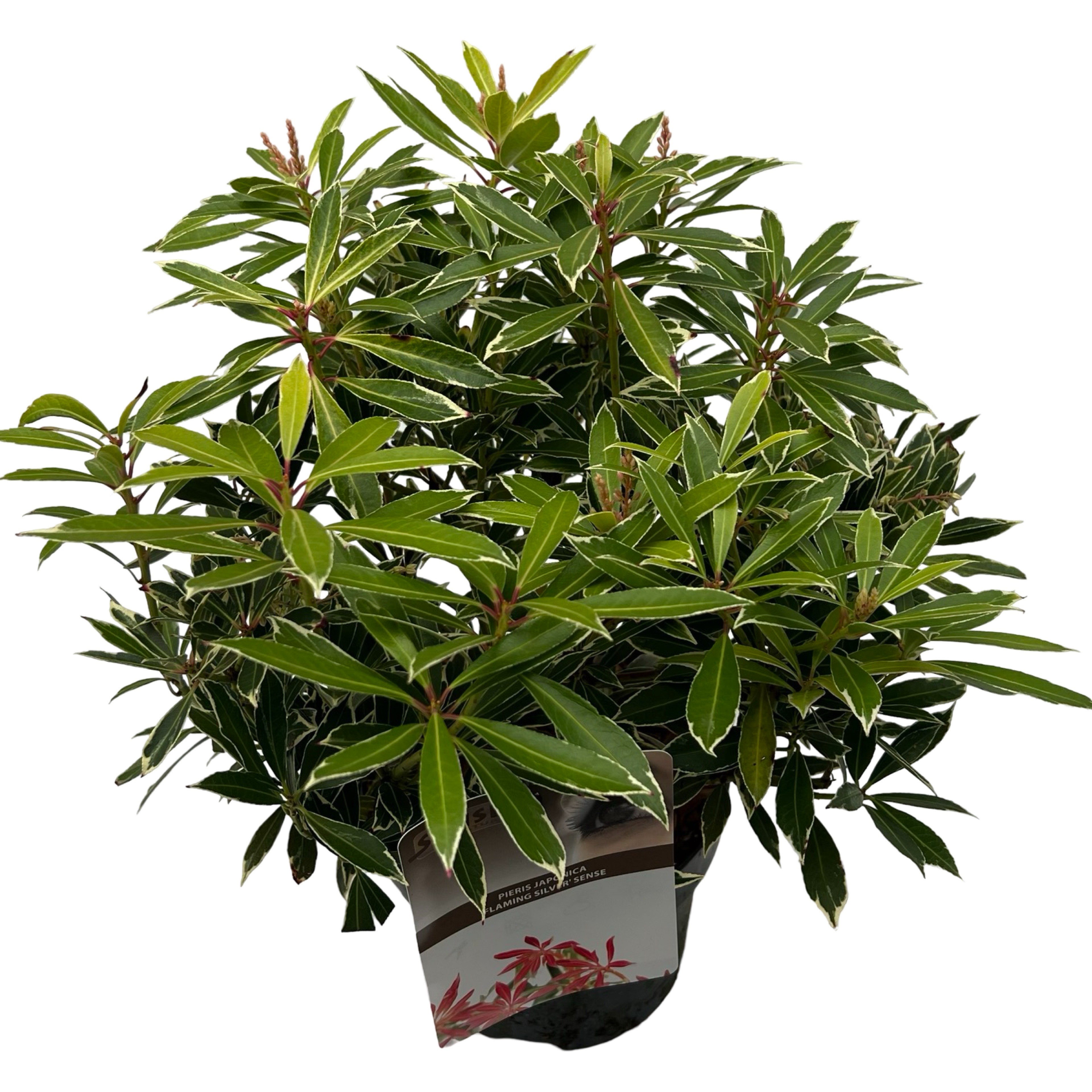 Picture of Pieris jap. 'Flaming Silver' sense