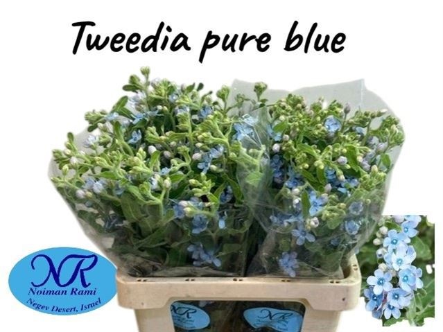 Oxypetal Tan Pur Blu