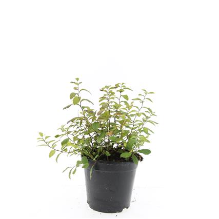 Picture of Spiraea decumbens P14