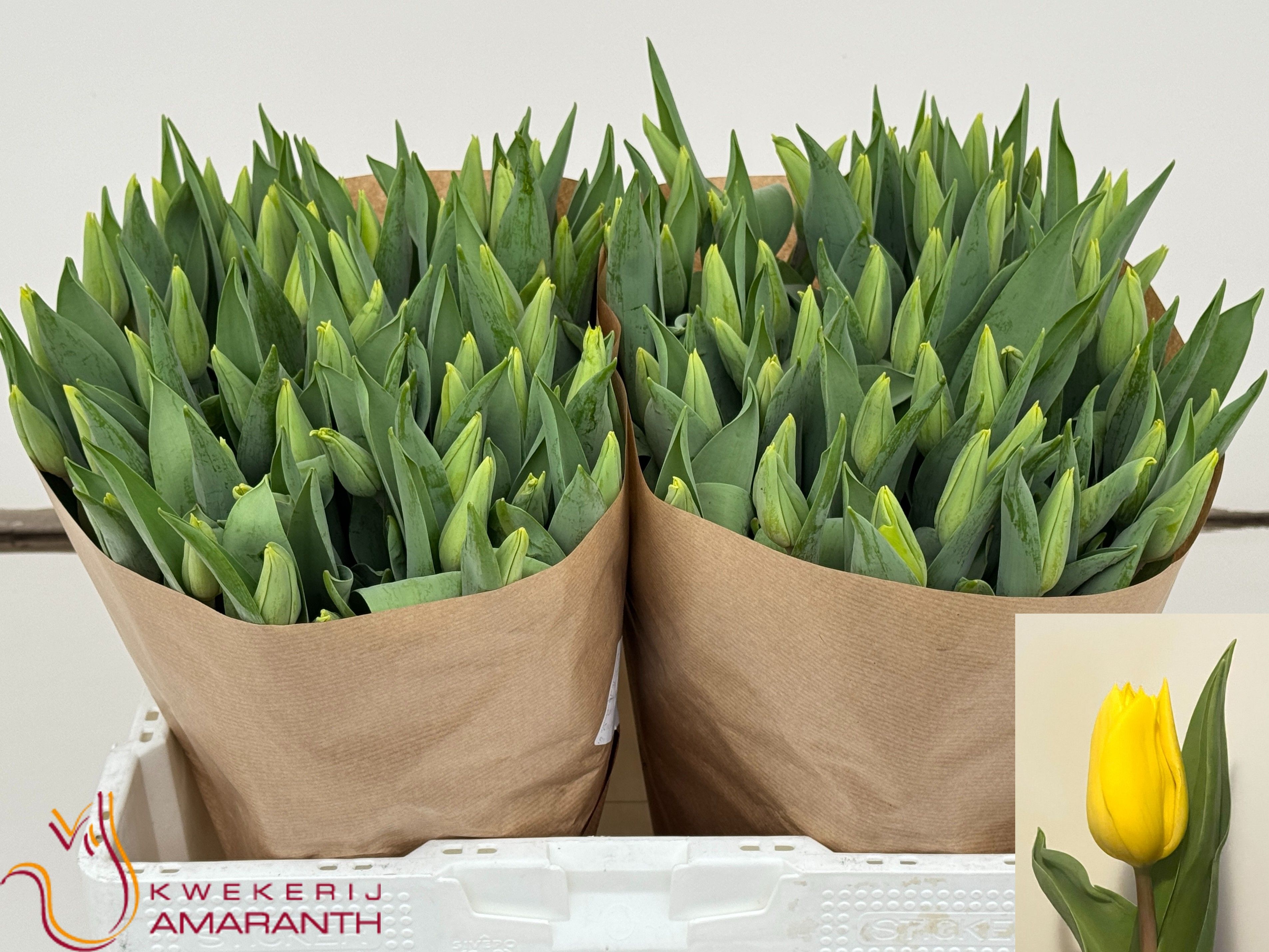 Tulipa Strong Gold 40cm 38gram