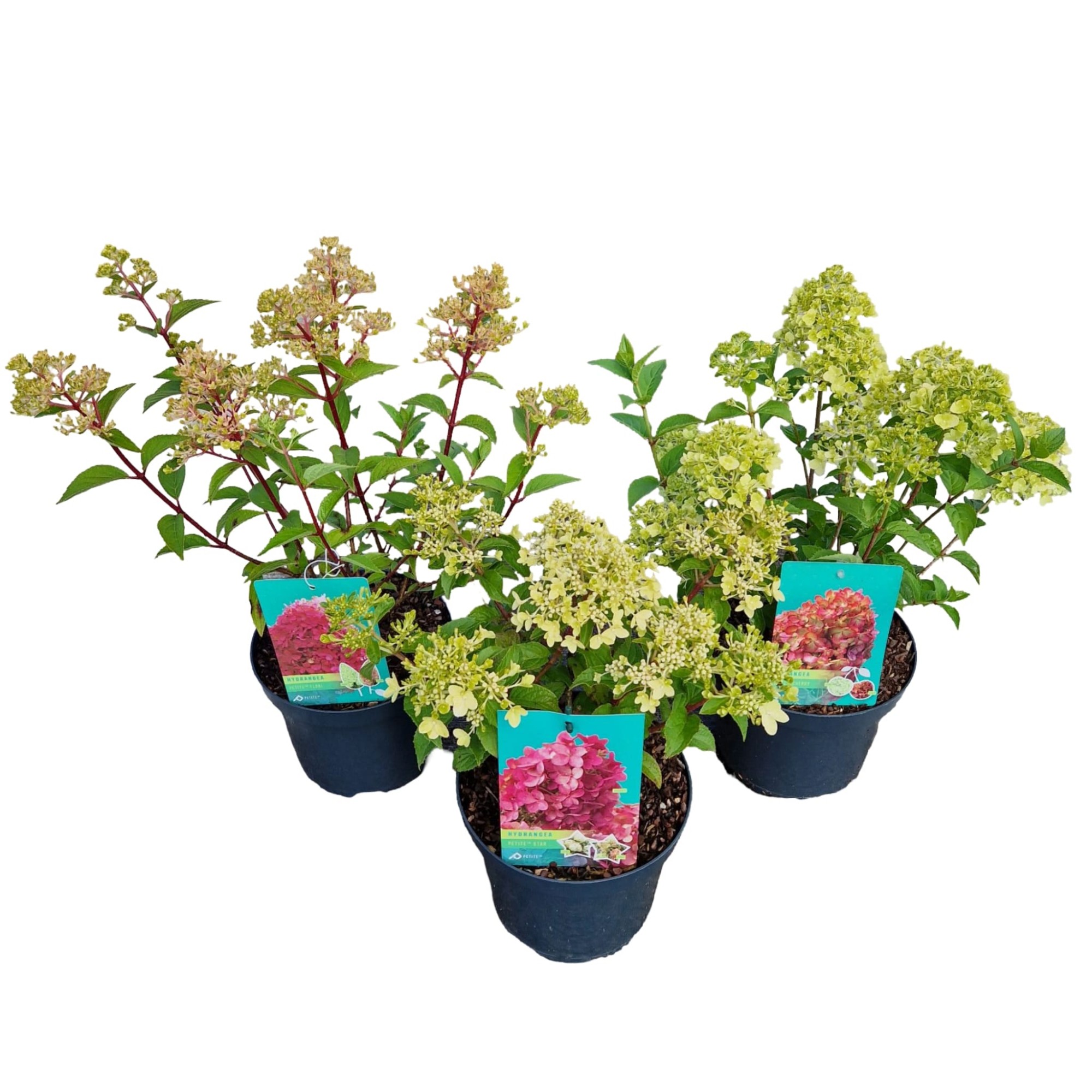 Picture of Hydrangea pan. 'Petite Mix'®