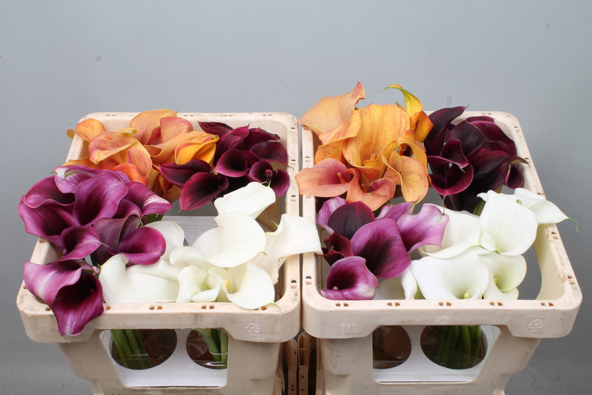 Calla Assorted 45cm