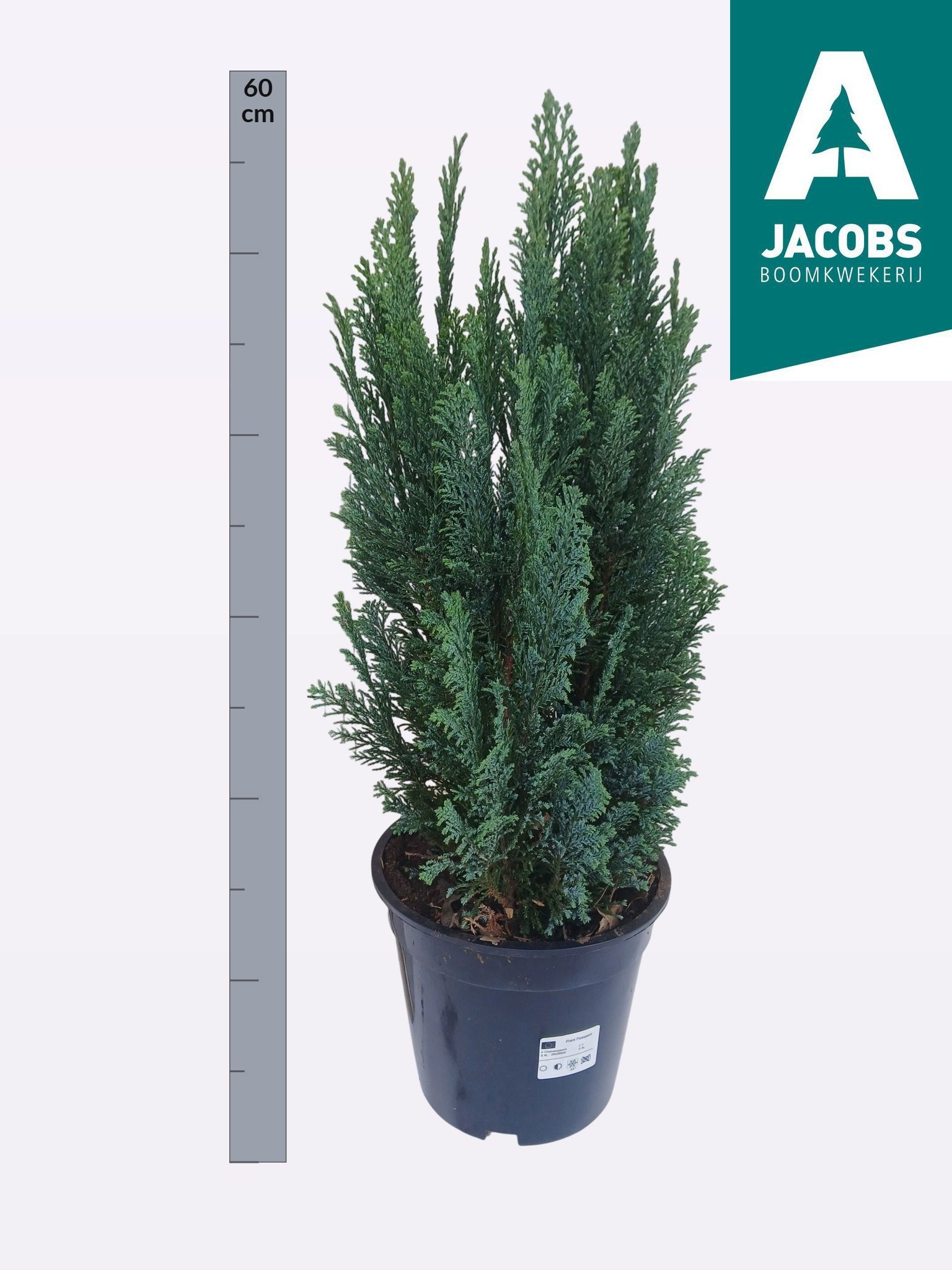 Cham L Ellwoodii 19Ø 60cm