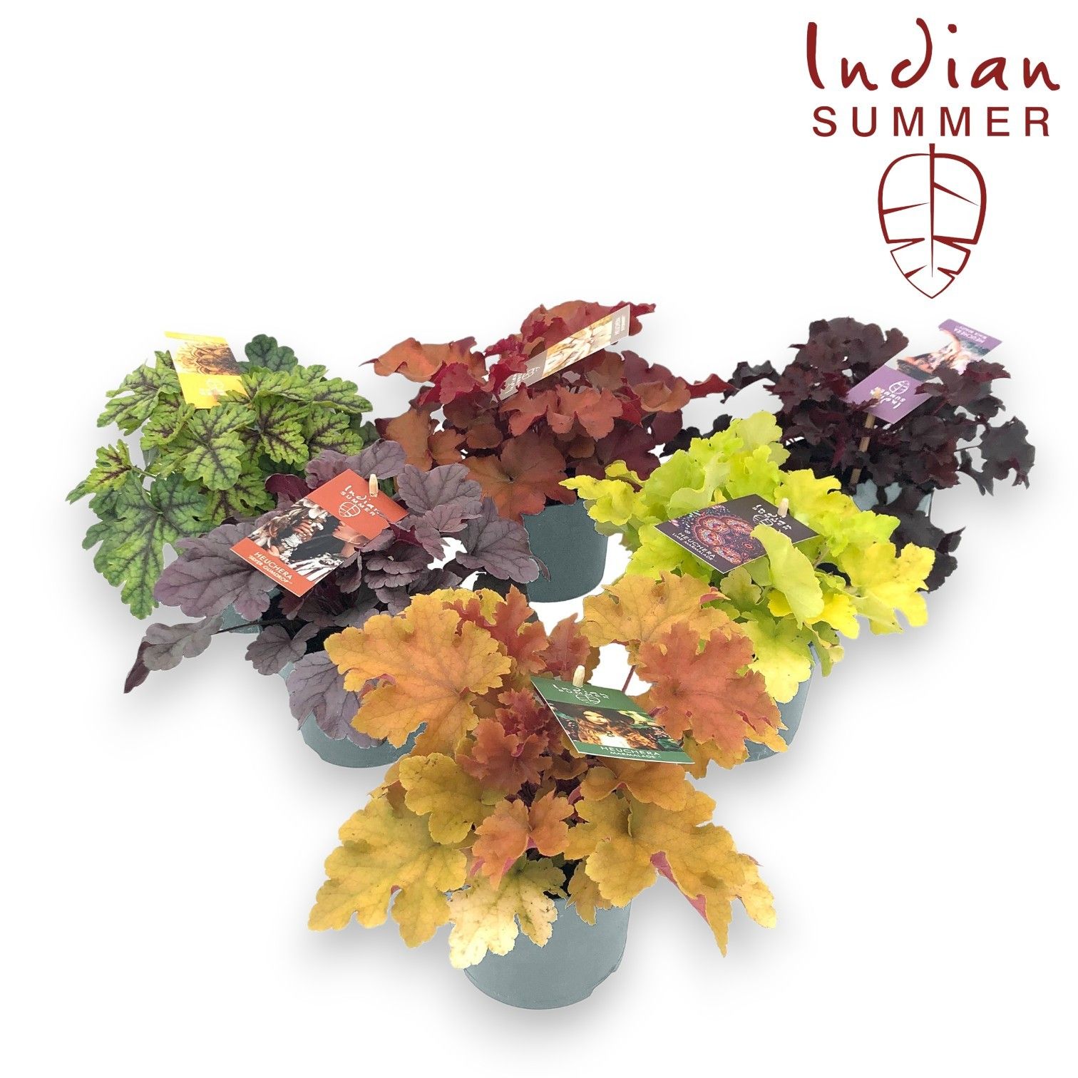 Heuchera Indian Summer Mixkar