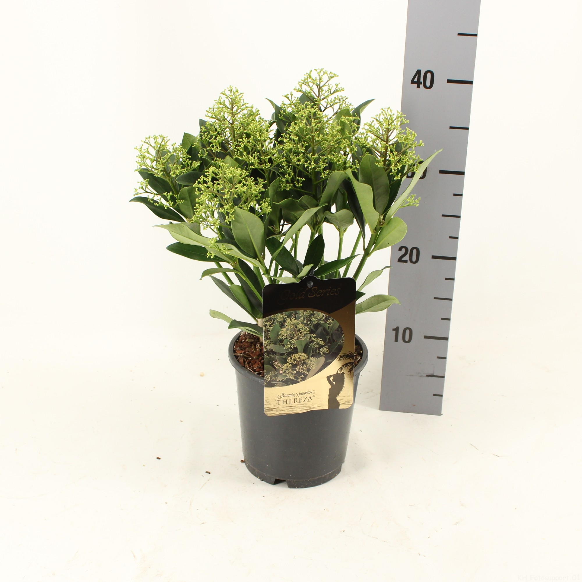 Picture of Skimmia japonica THEREZA ® P15 35CM